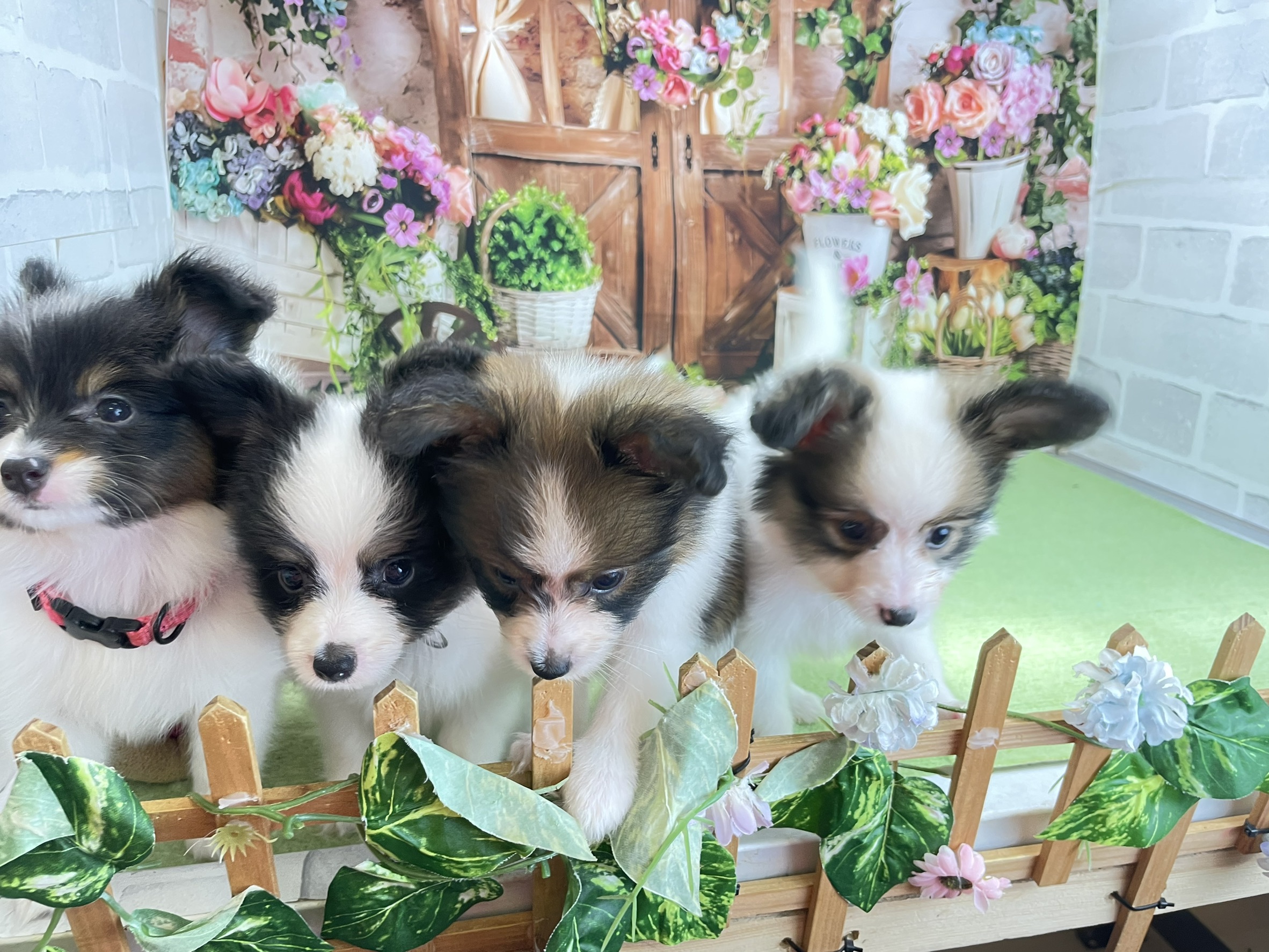 赤ちゃん写真3-3