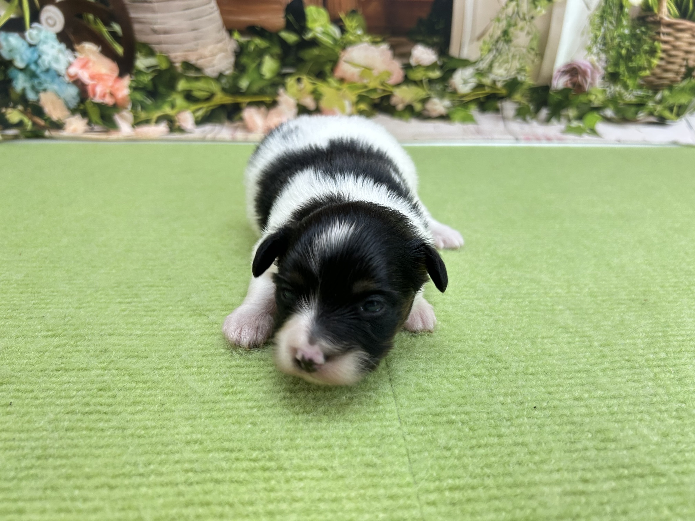 赤ちゃん写真1-1
