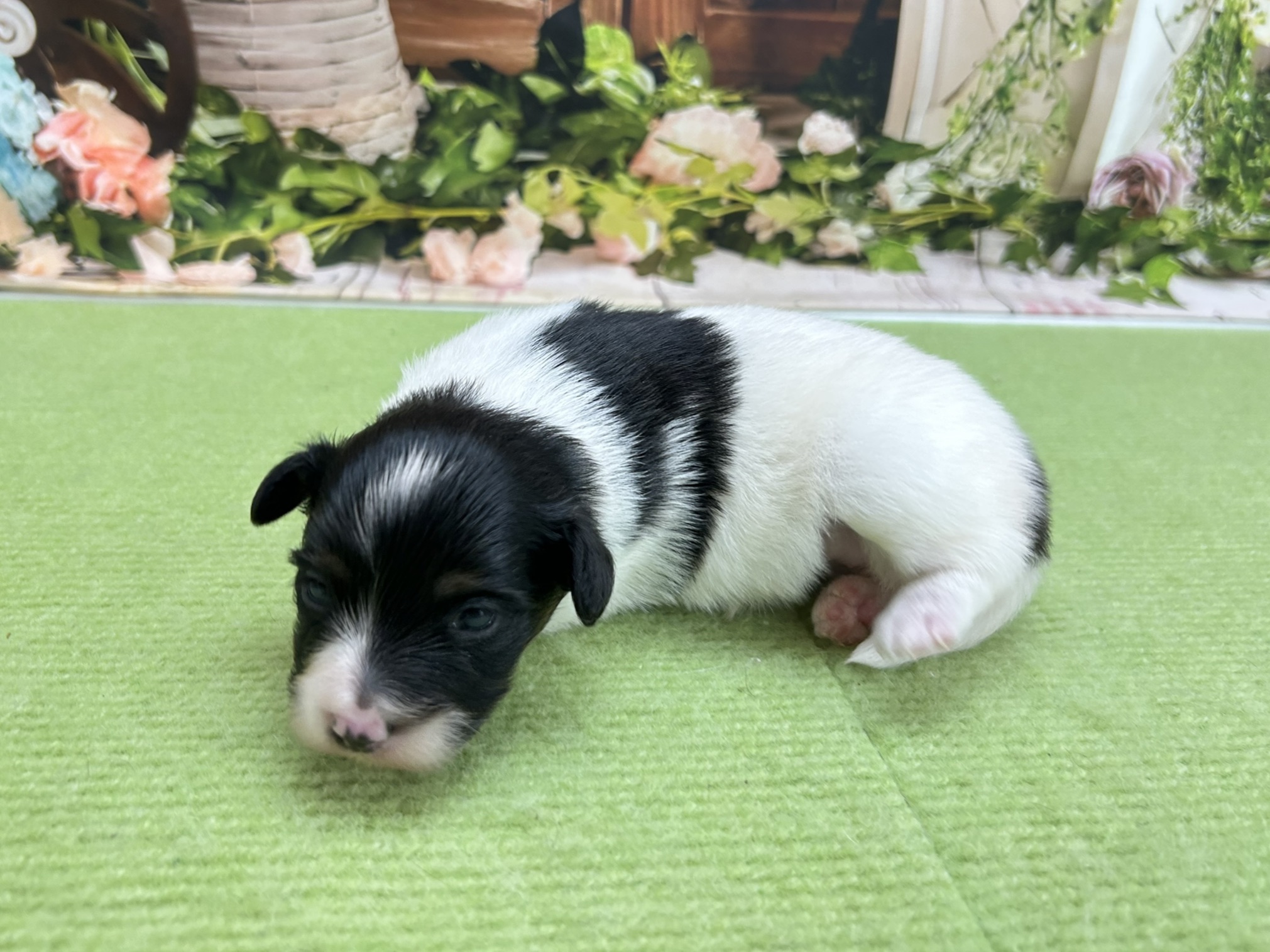 赤ちゃん写真1-2