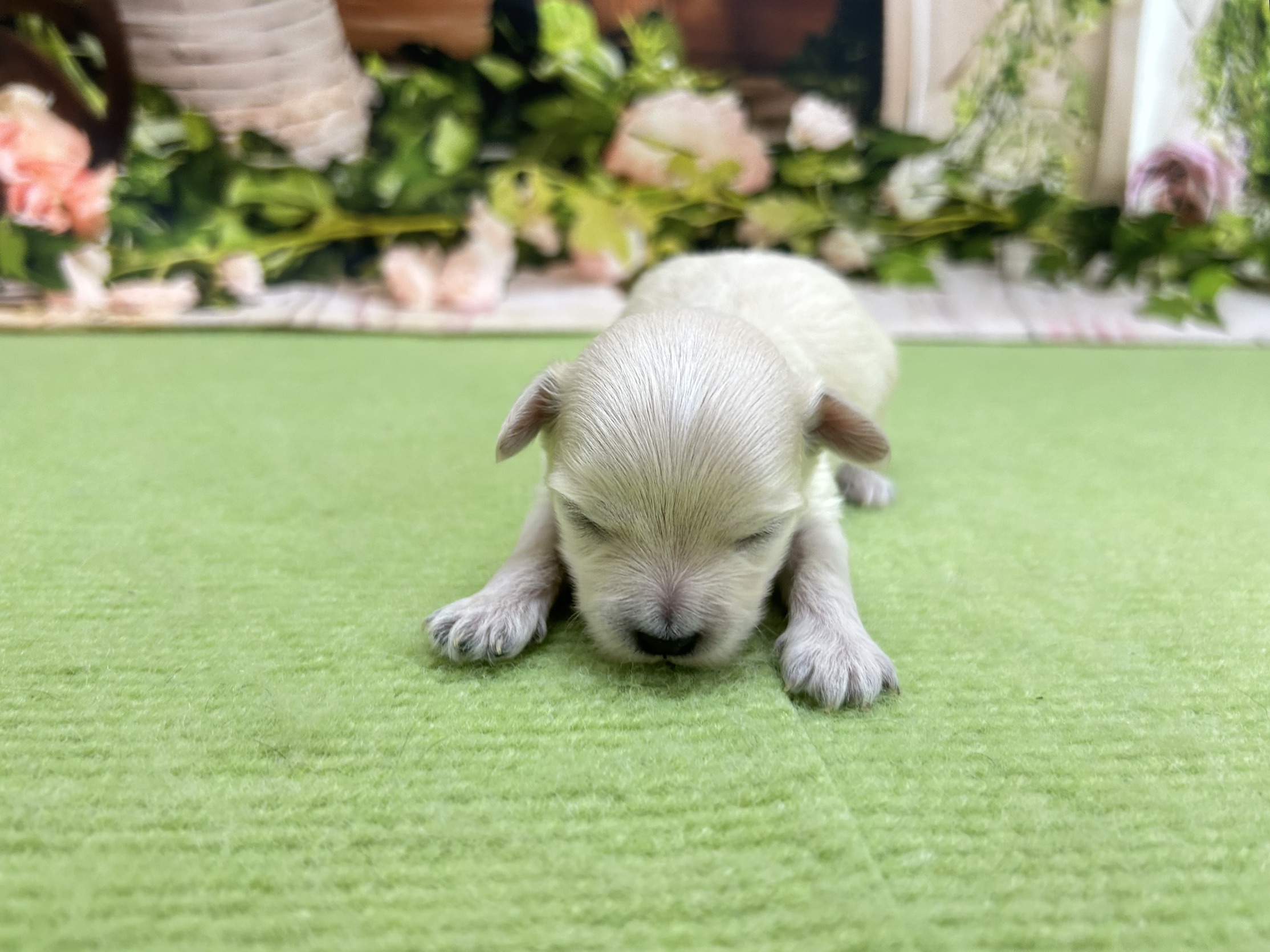 赤ちゃん写真1-1