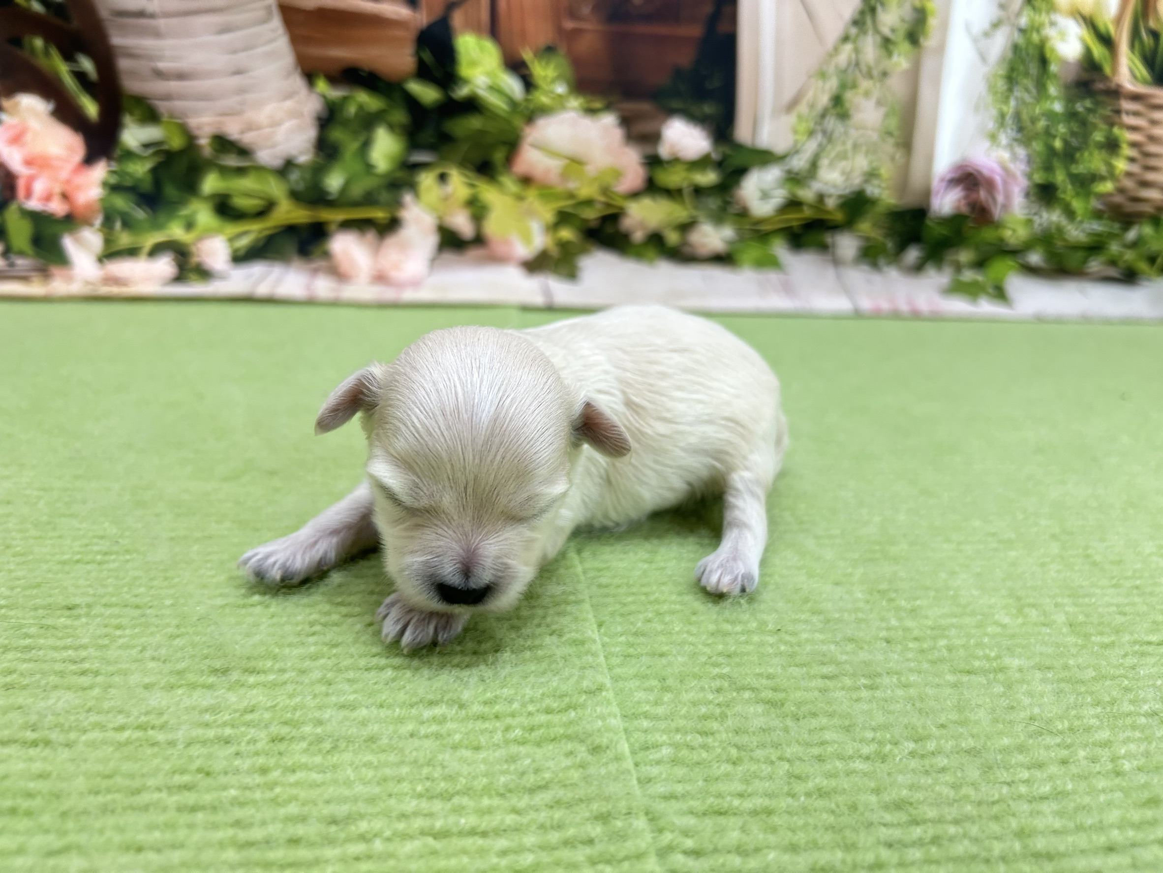 赤ちゃん写真1-2
