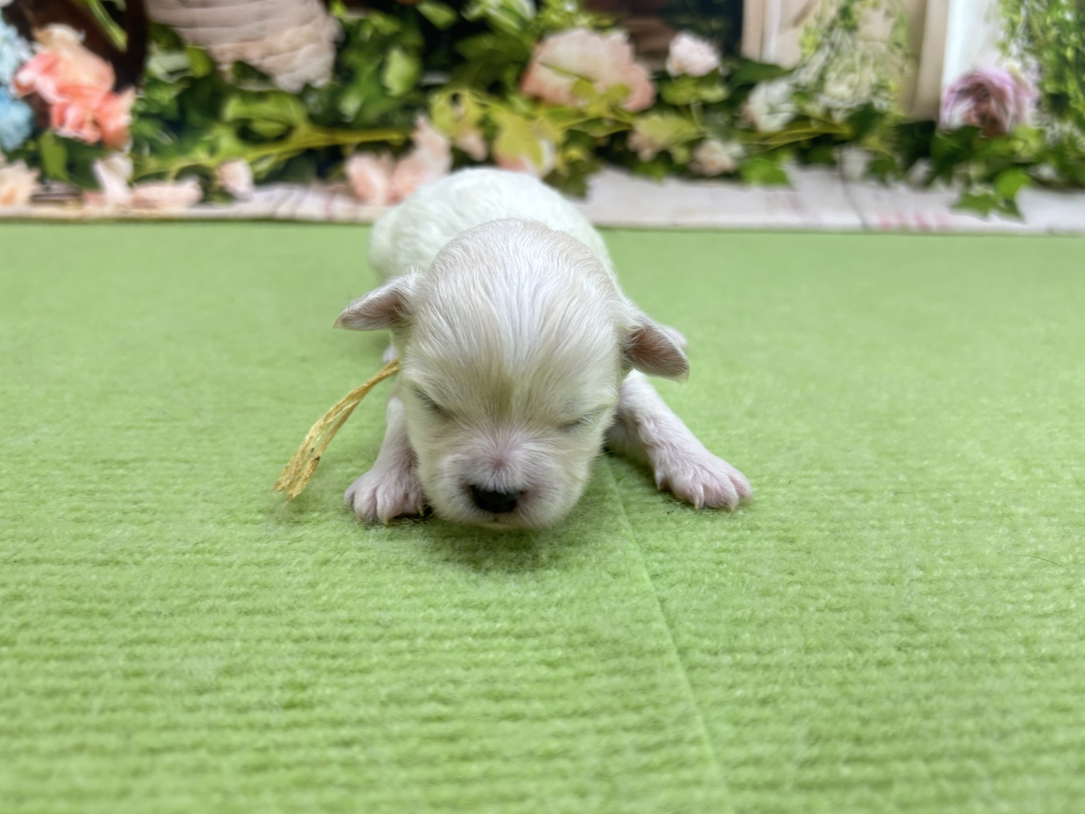 赤ちゃん写真1-1