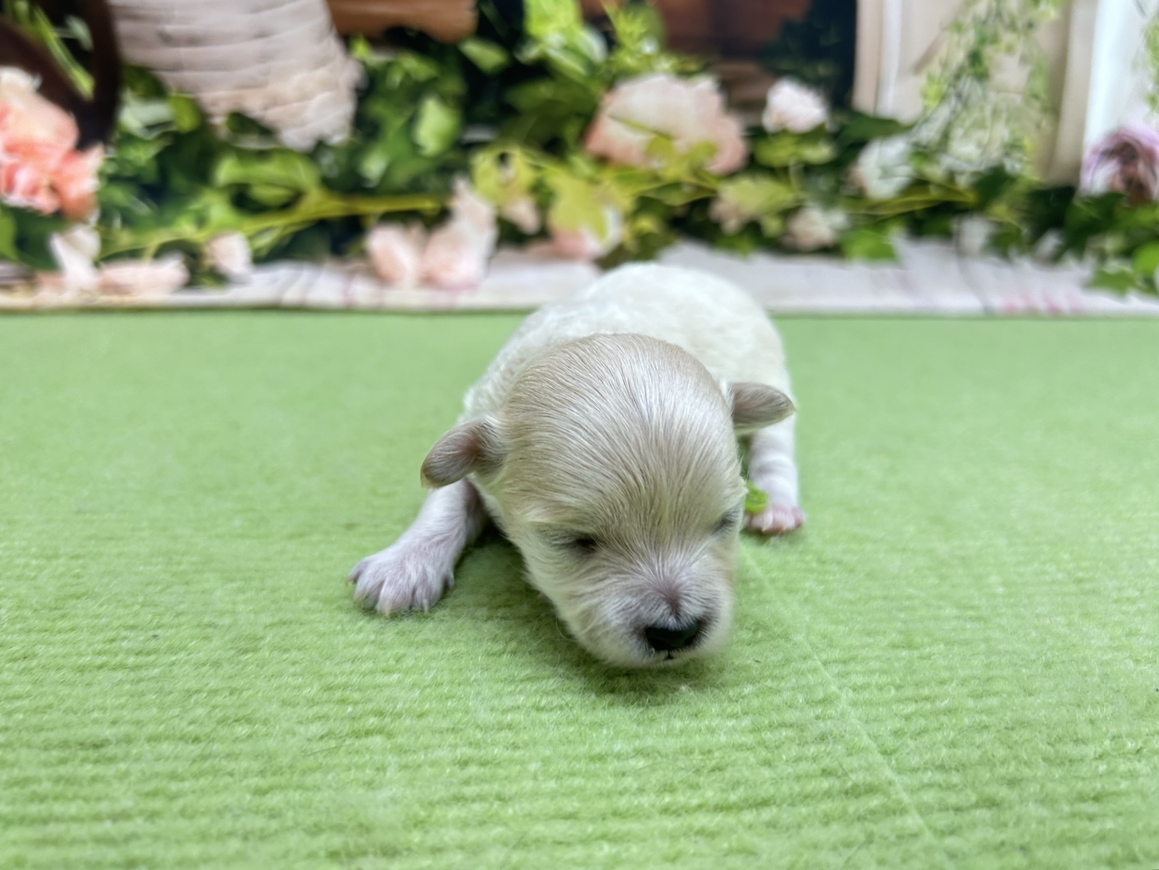 赤ちゃん写真1-1
