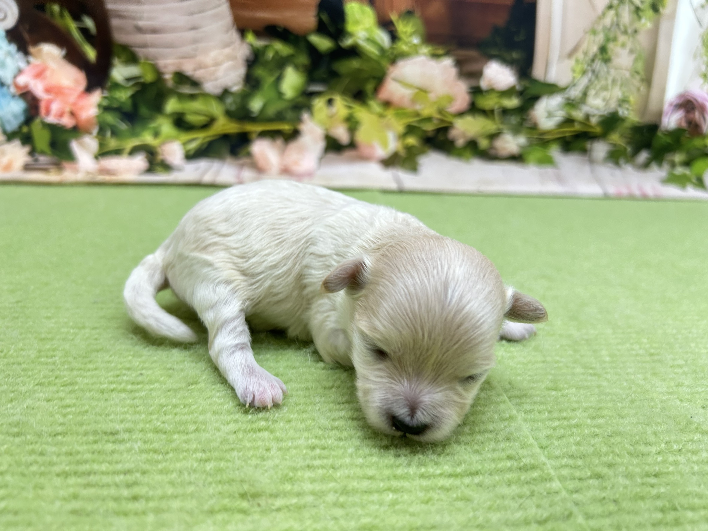 赤ちゃん写真1-2