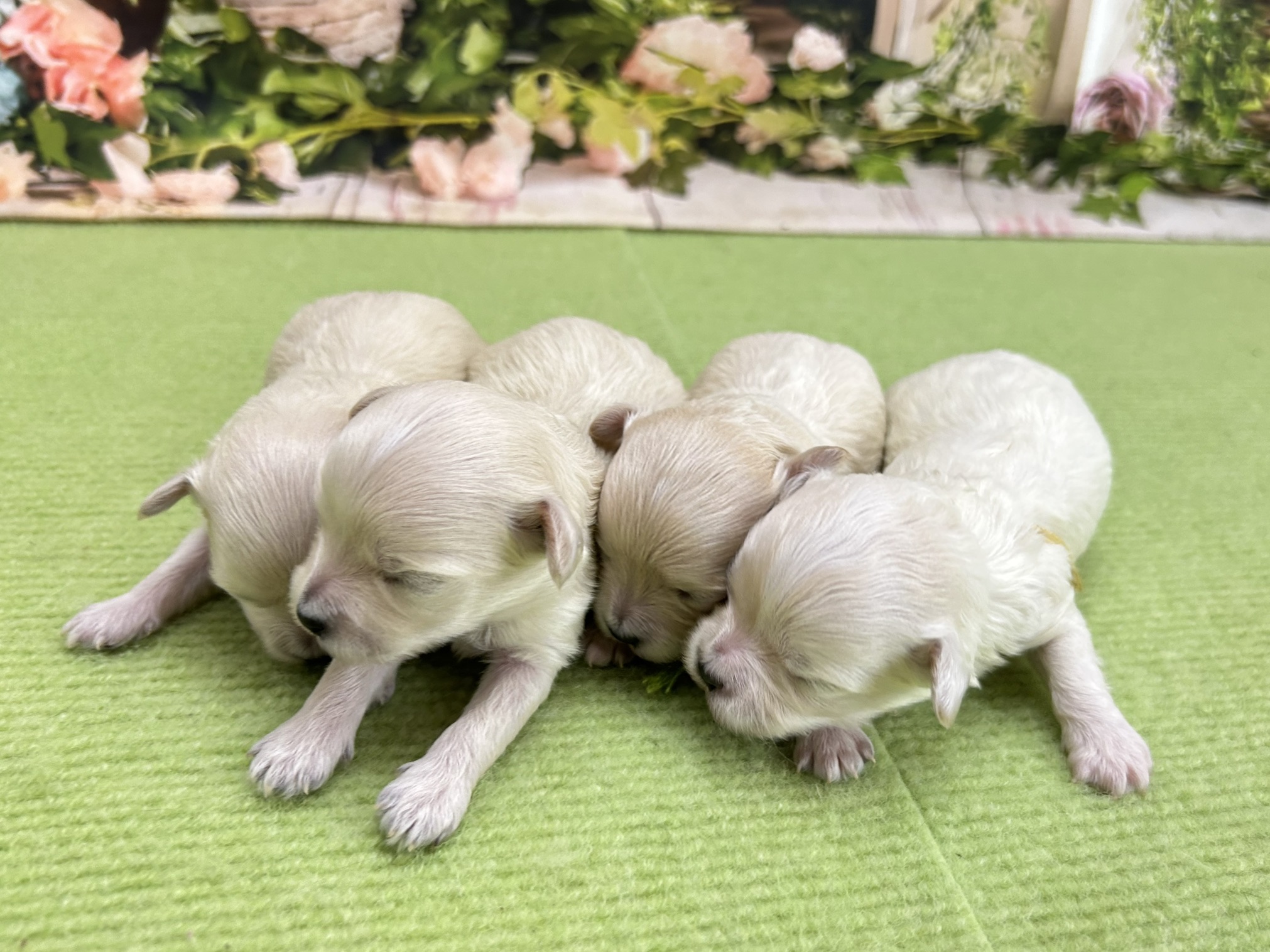 赤ちゃん写真1-3