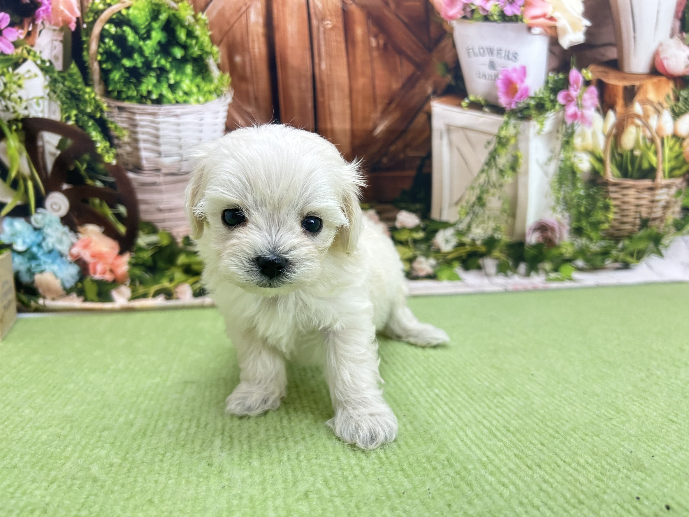 赤ちゃん写真2-1