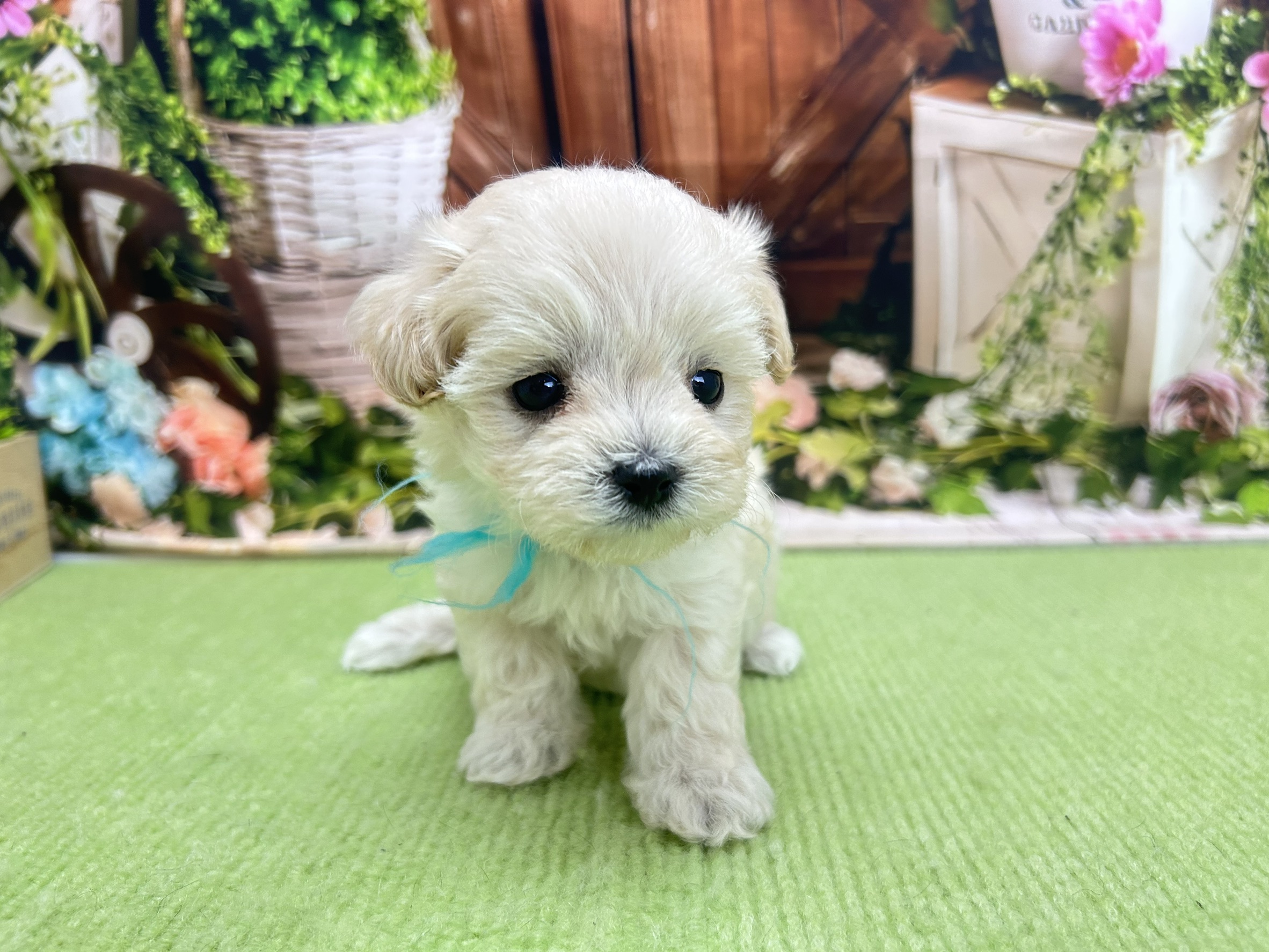 赤ちゃん写真2-1