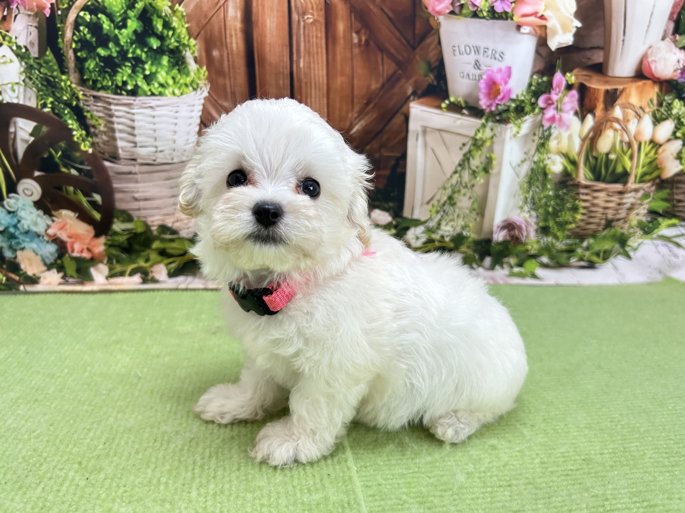 赤ちゃん写真3-2
