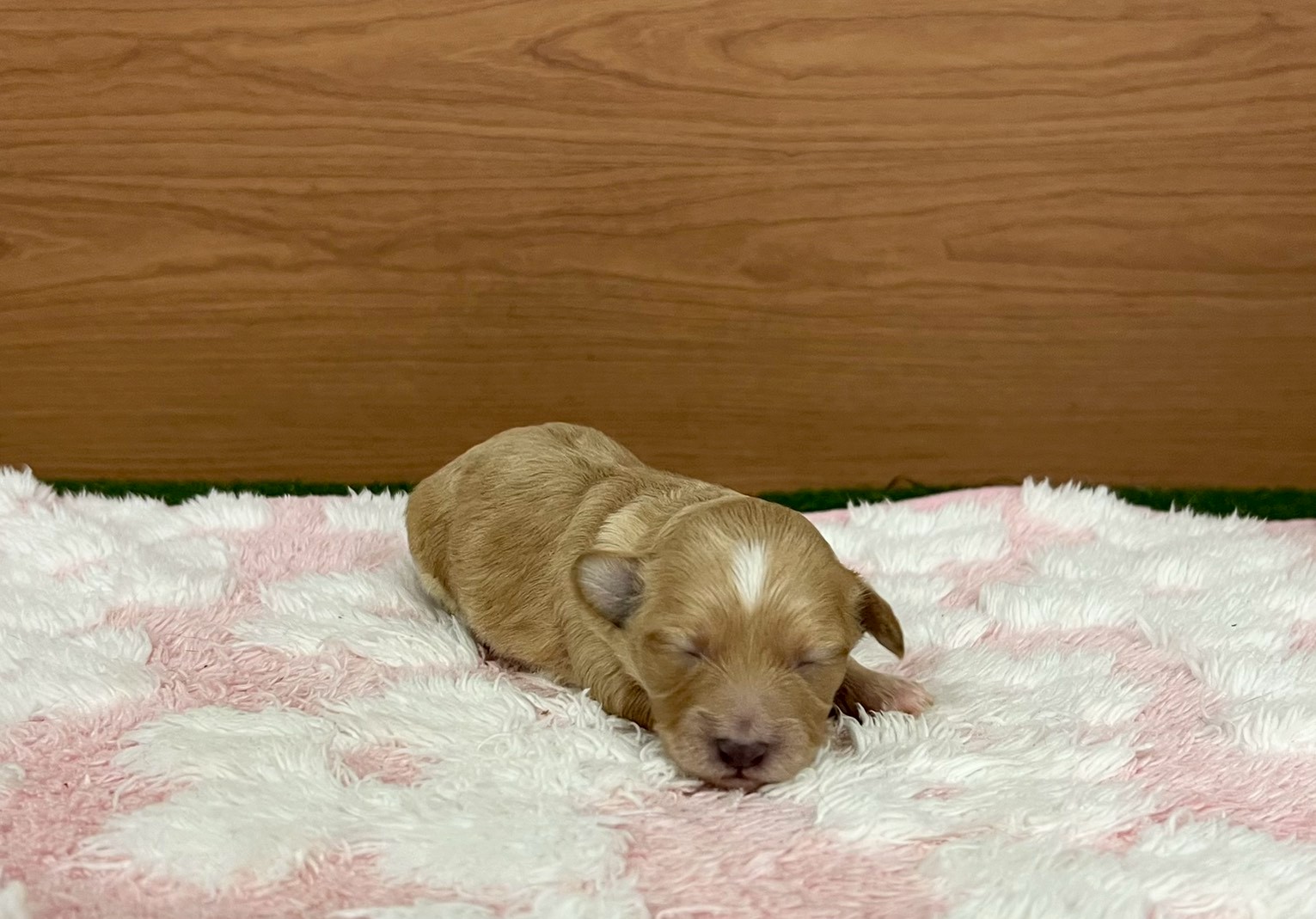 赤ちゃん写真1-1