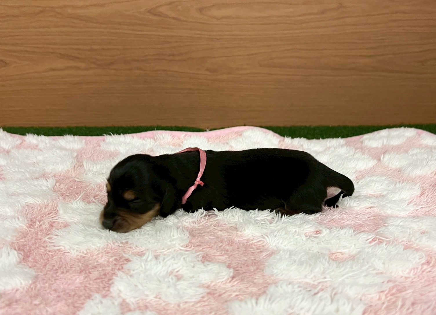 赤ちゃん写真1-2