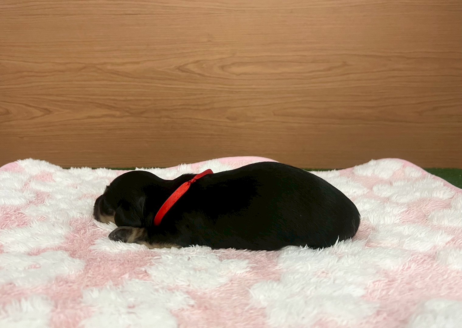 赤ちゃん写真1-2