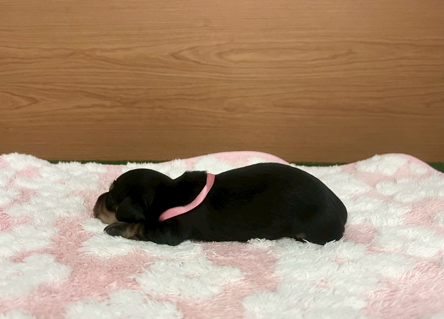 赤ちゃん写真1-2