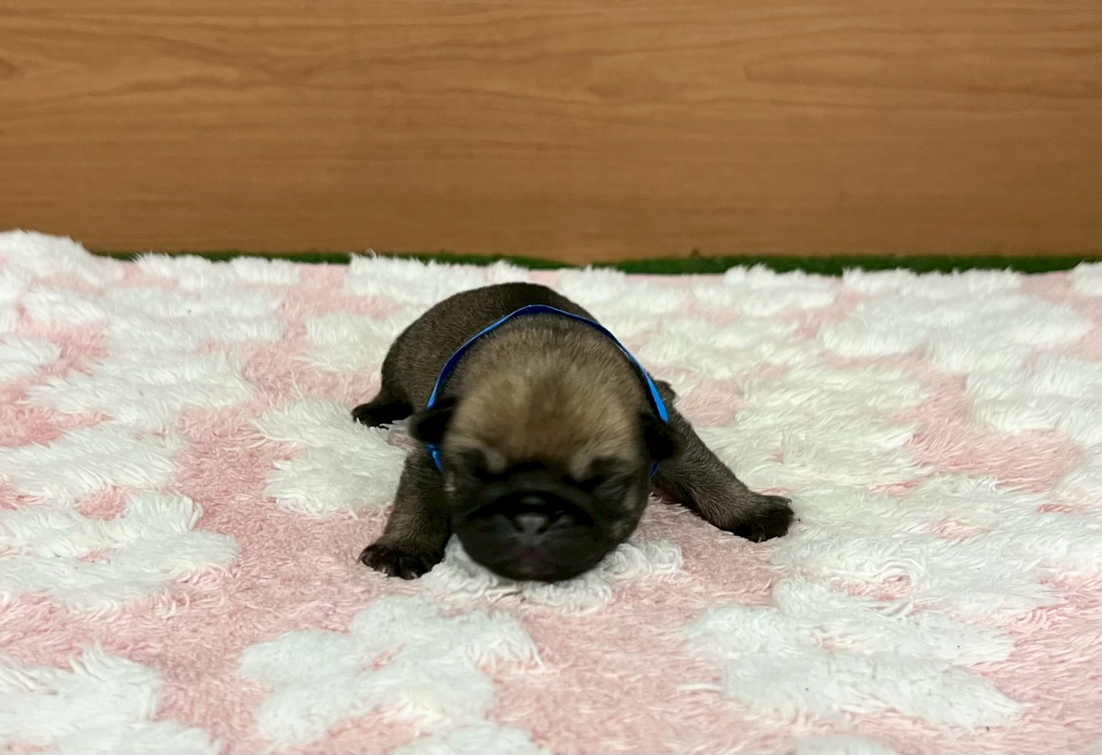 赤ちゃん写真1-1