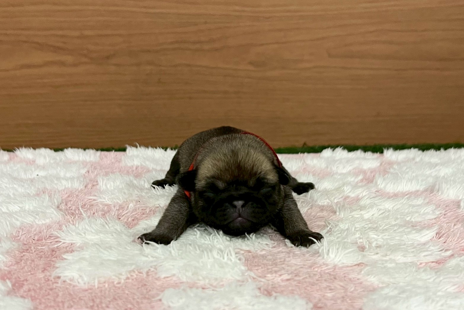 赤ちゃん写真1-1