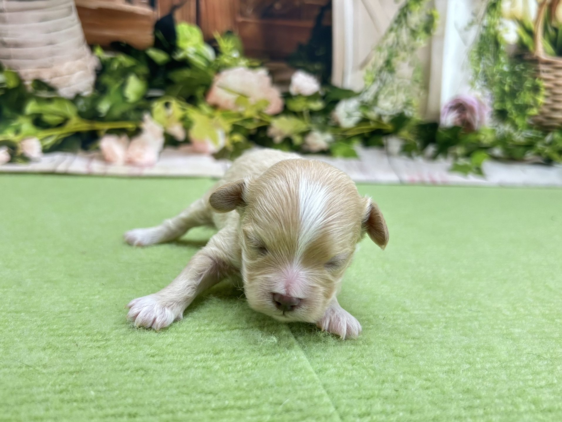 赤ちゃん写真1-1