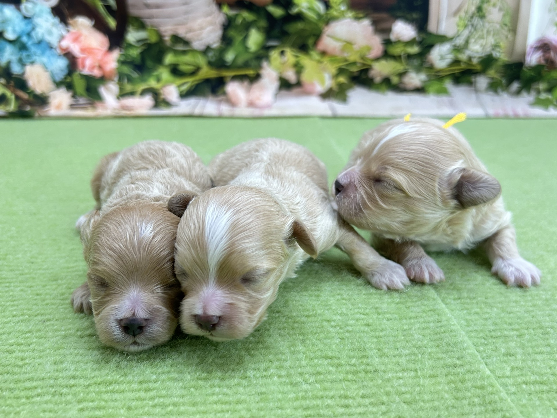 赤ちゃん写真1-3