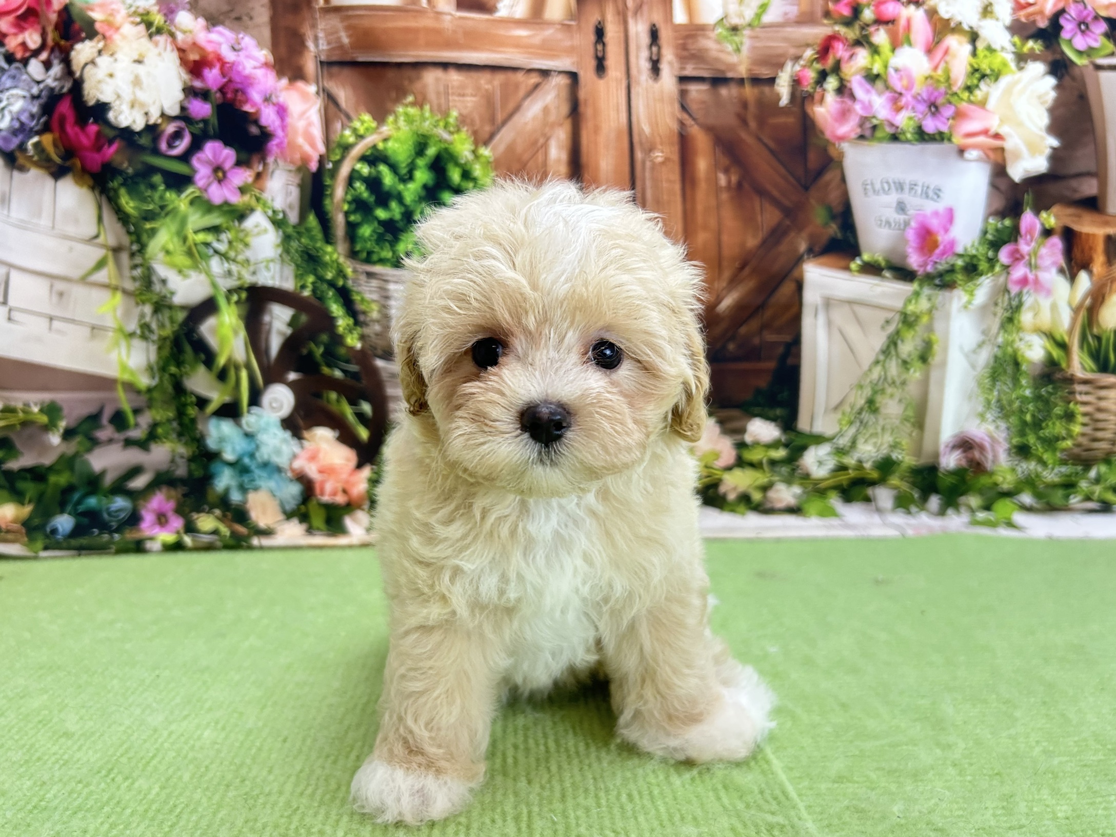 赤ちゃん写真2-1