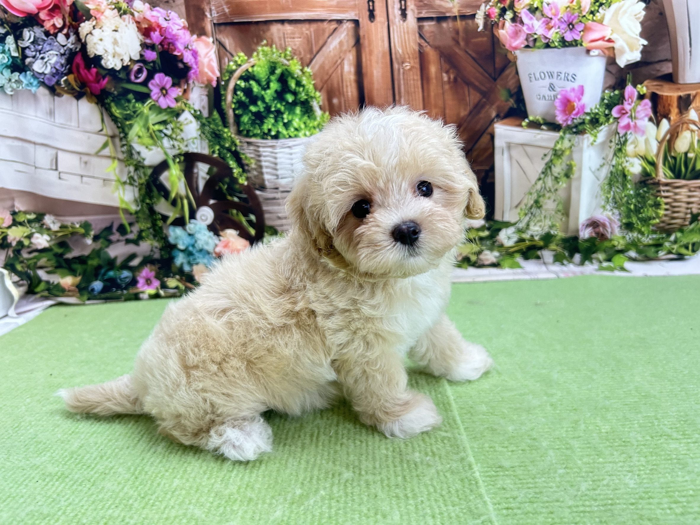 赤ちゃん写真2-2