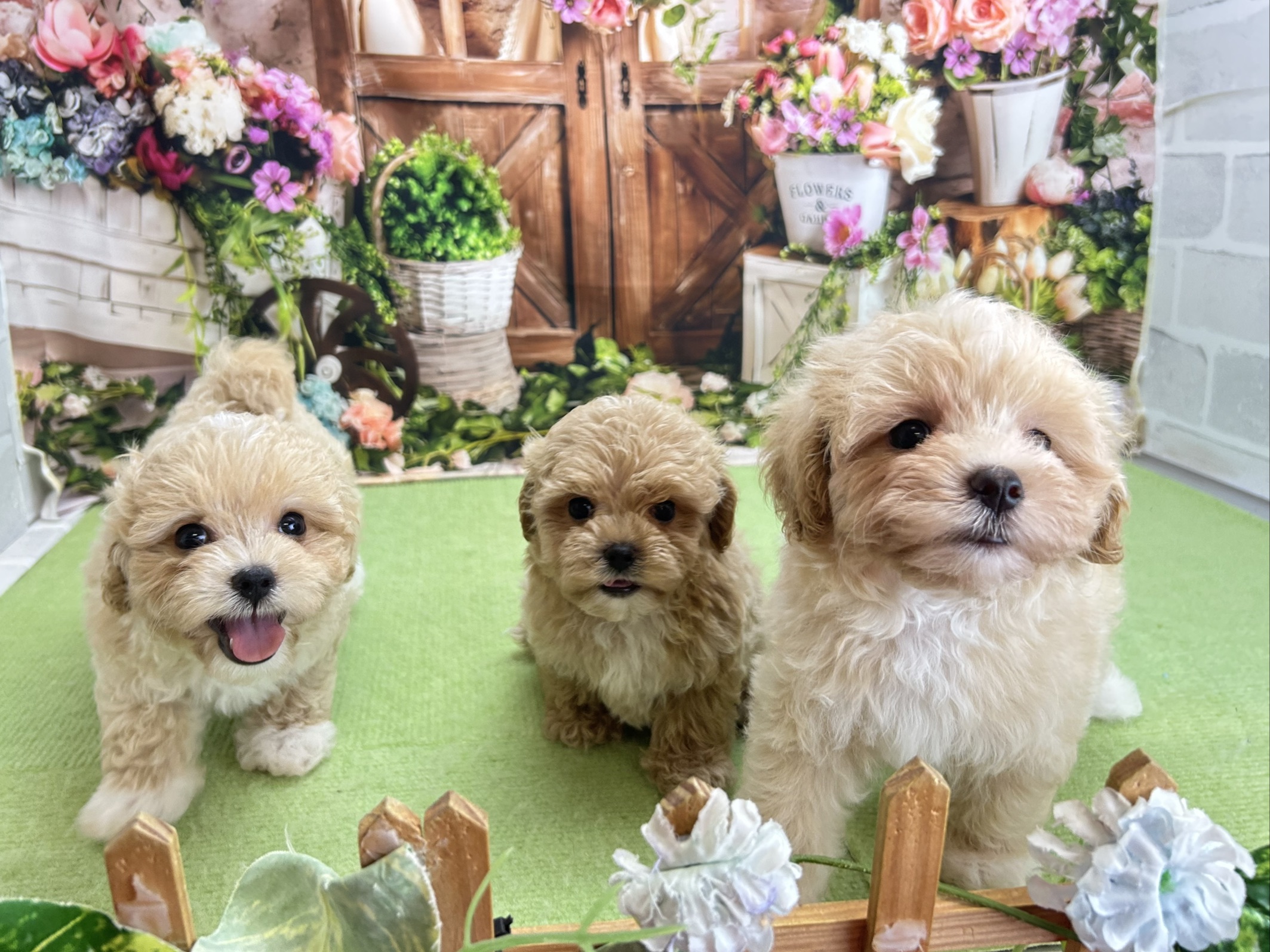 赤ちゃん写真2-3