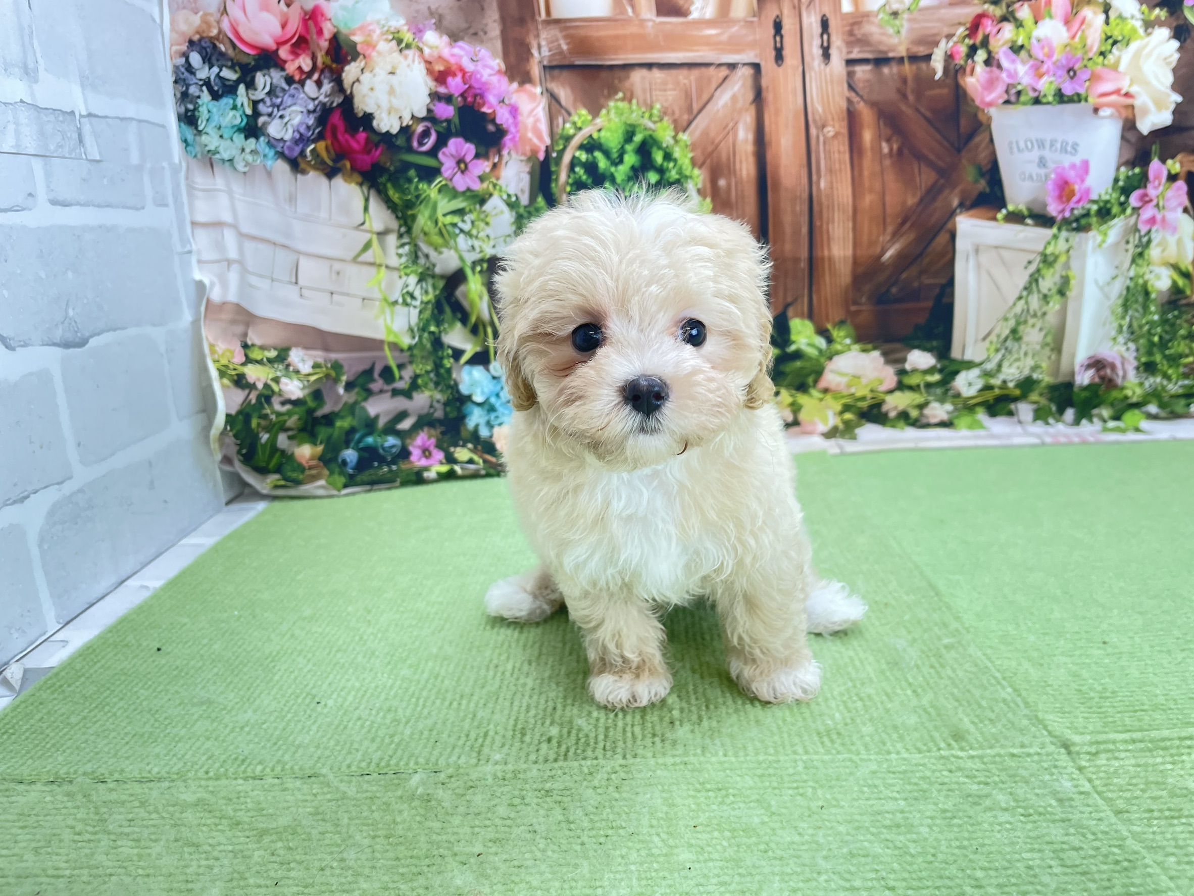 赤ちゃん写真3-1