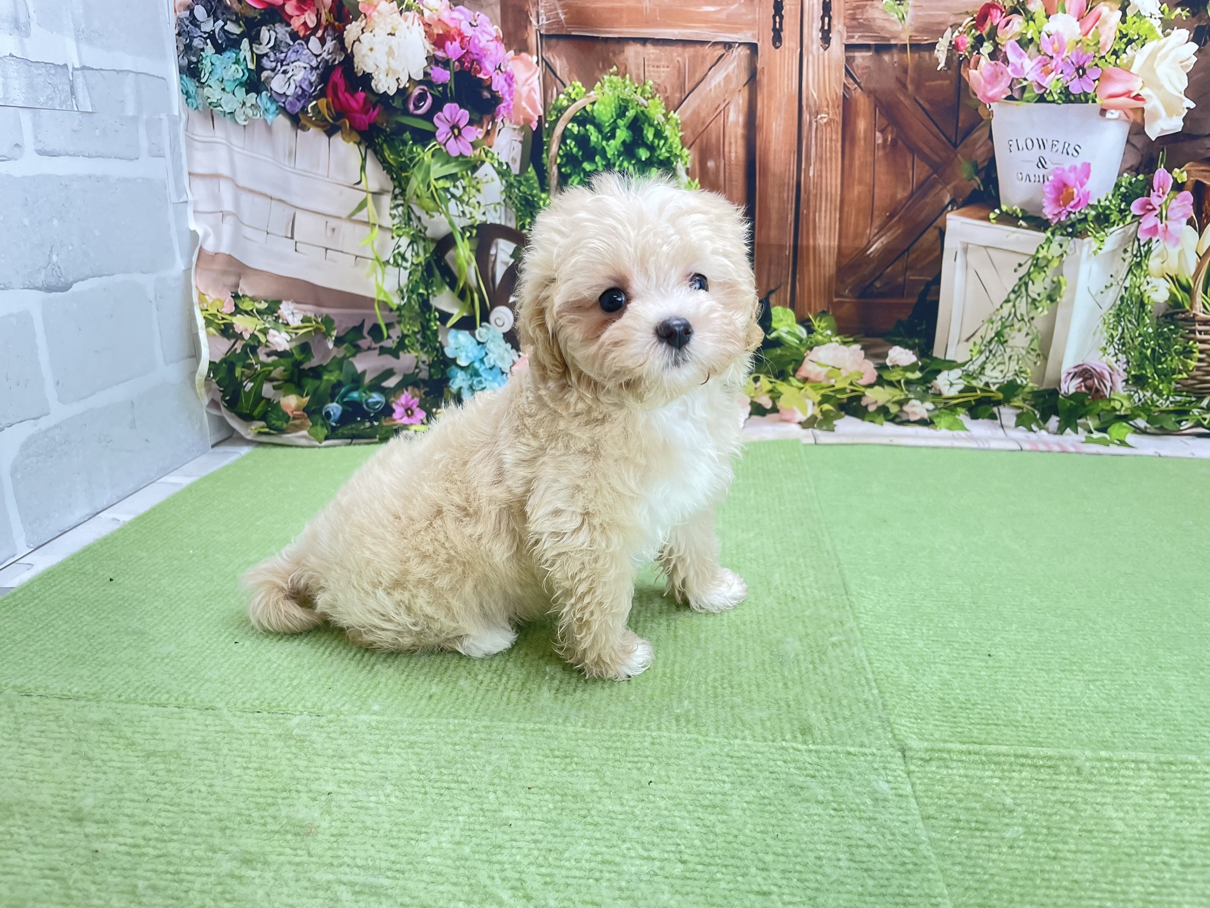 赤ちゃん写真3-2