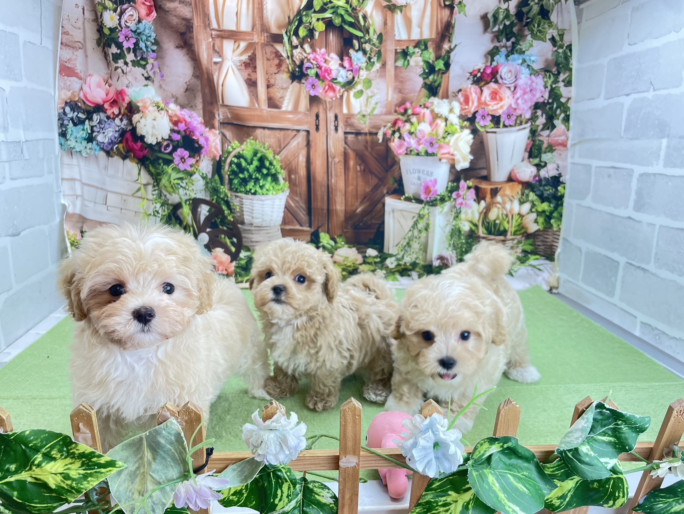 赤ちゃん写真3-3