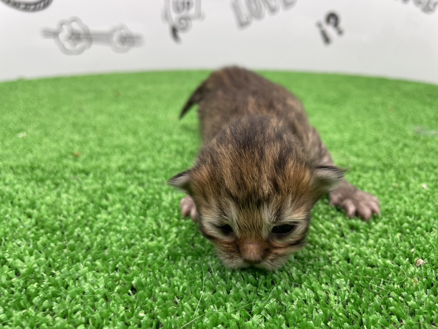 赤ちゃん写真1-1