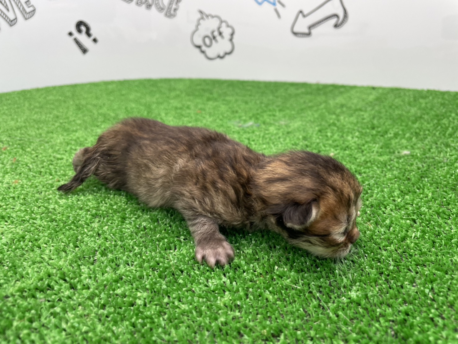 赤ちゃん写真1-2