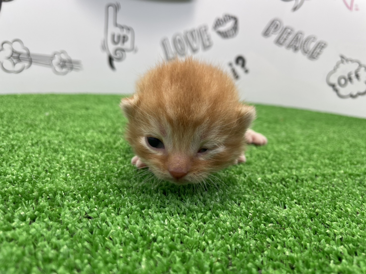 赤ちゃん写真1-1