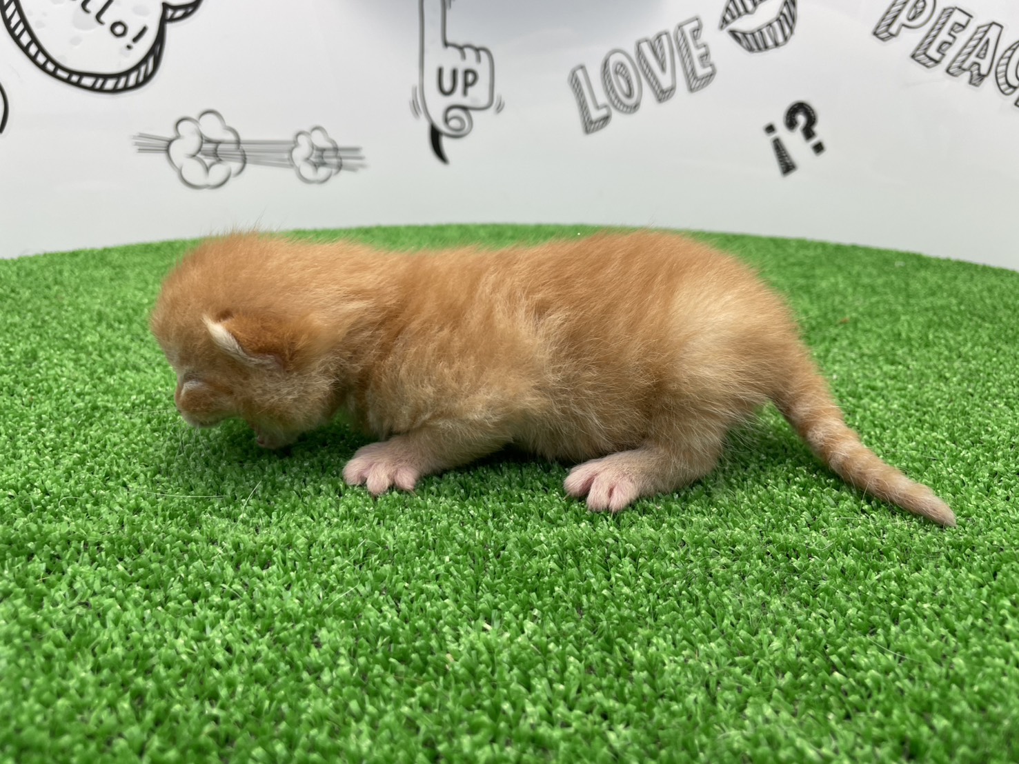 赤ちゃん写真1-2