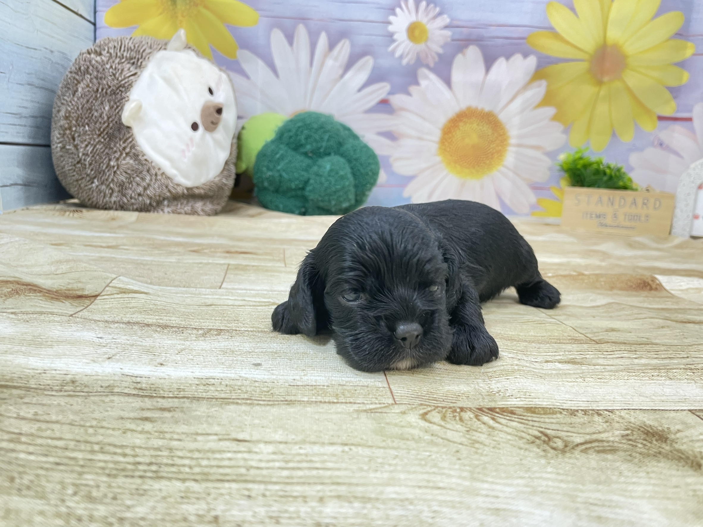 赤ちゃん写真1-1