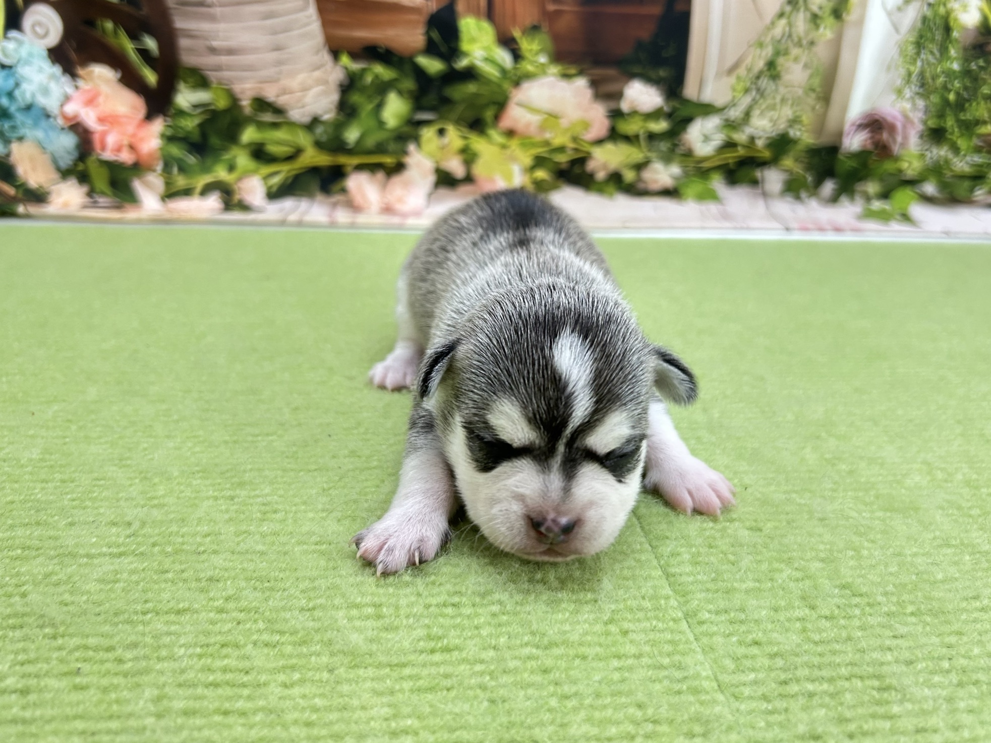 赤ちゃん写真1-1