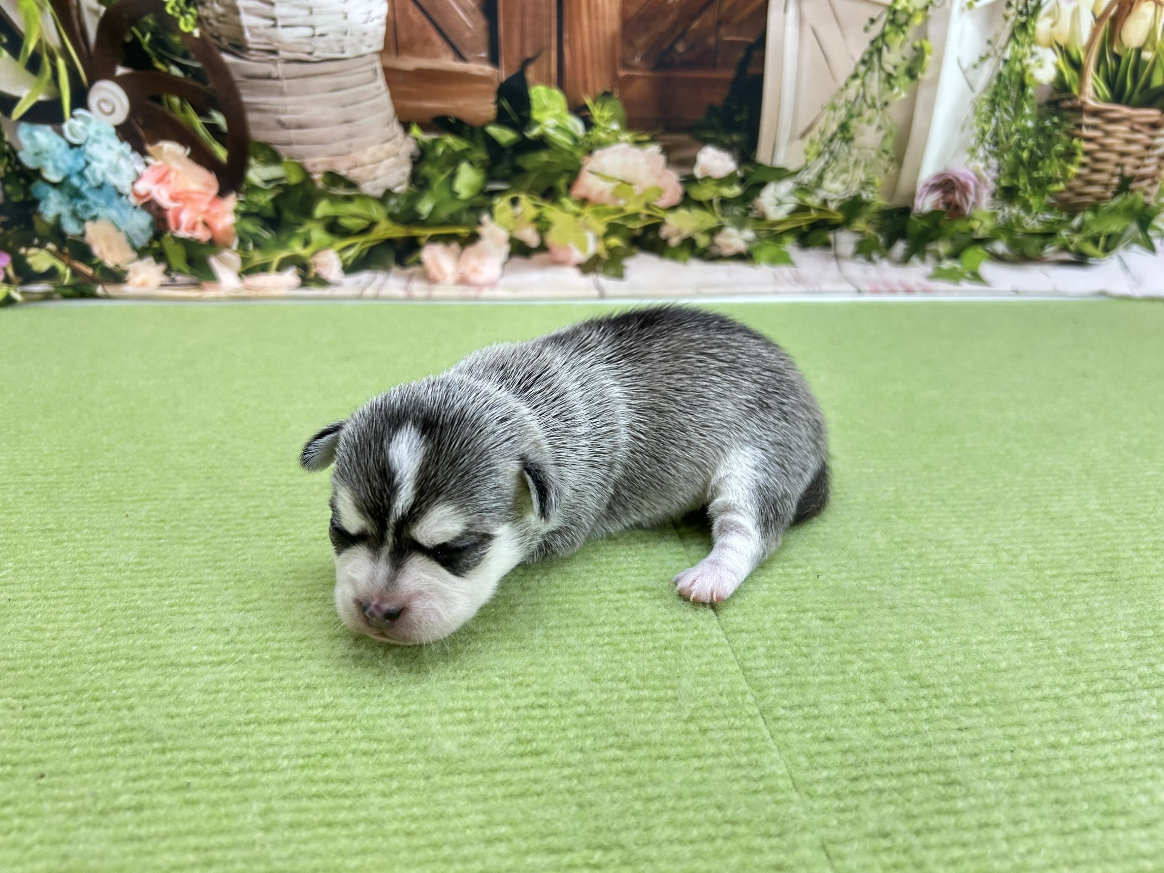 赤ちゃん写真1-2