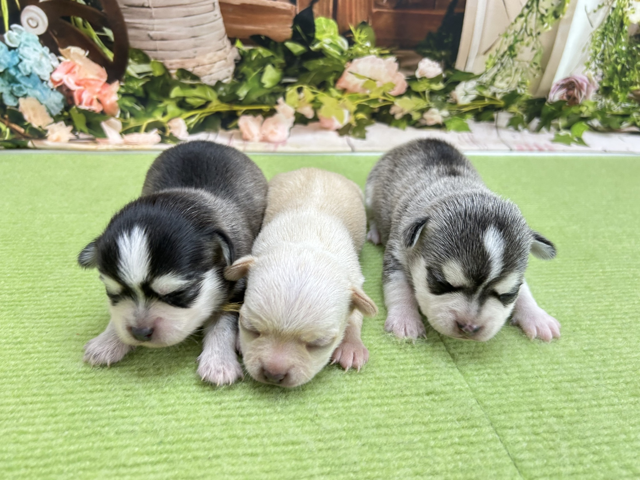 赤ちゃん写真1-3
