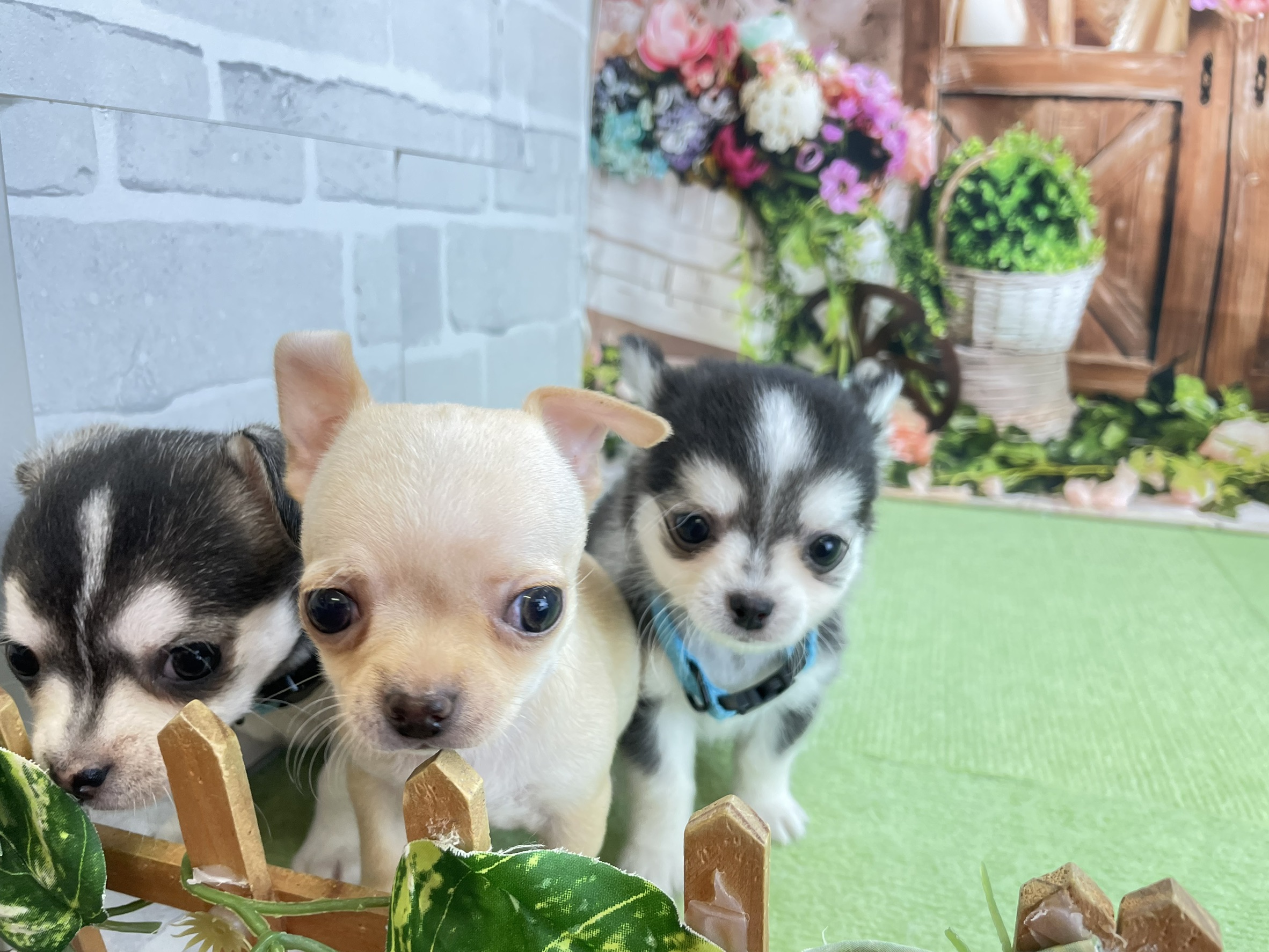 赤ちゃん写真2-3