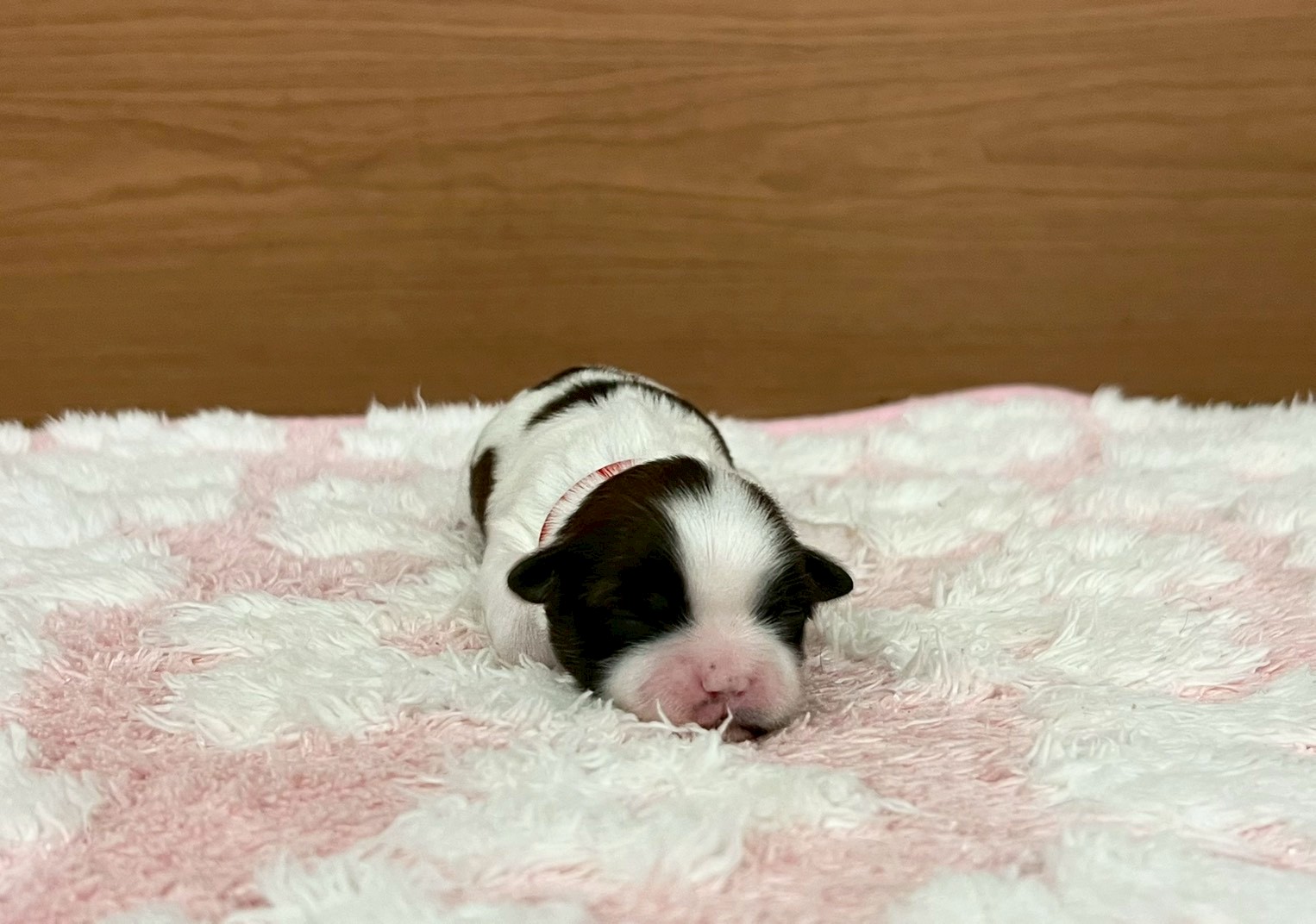 赤ちゃん写真1-1