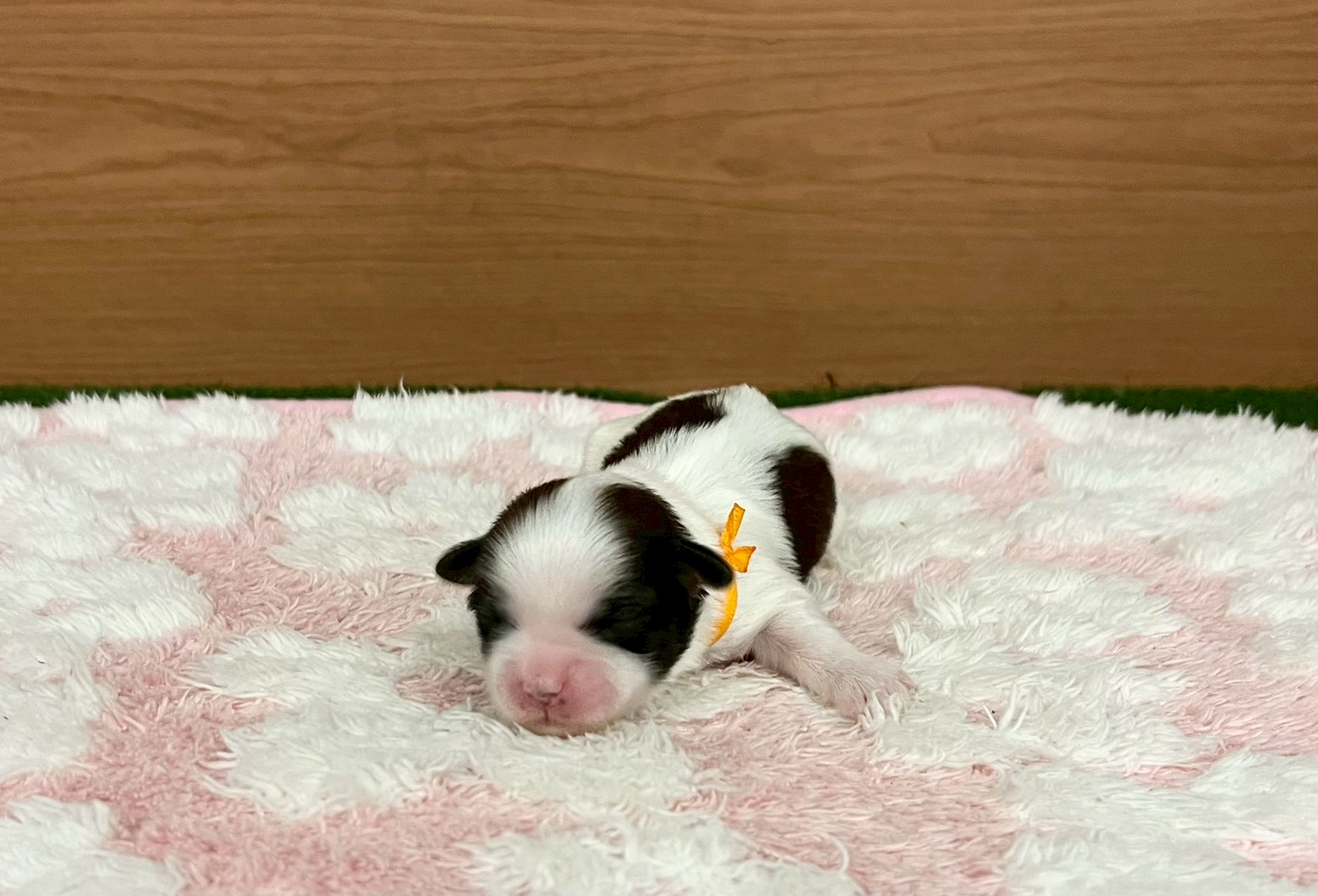赤ちゃん写真1-1