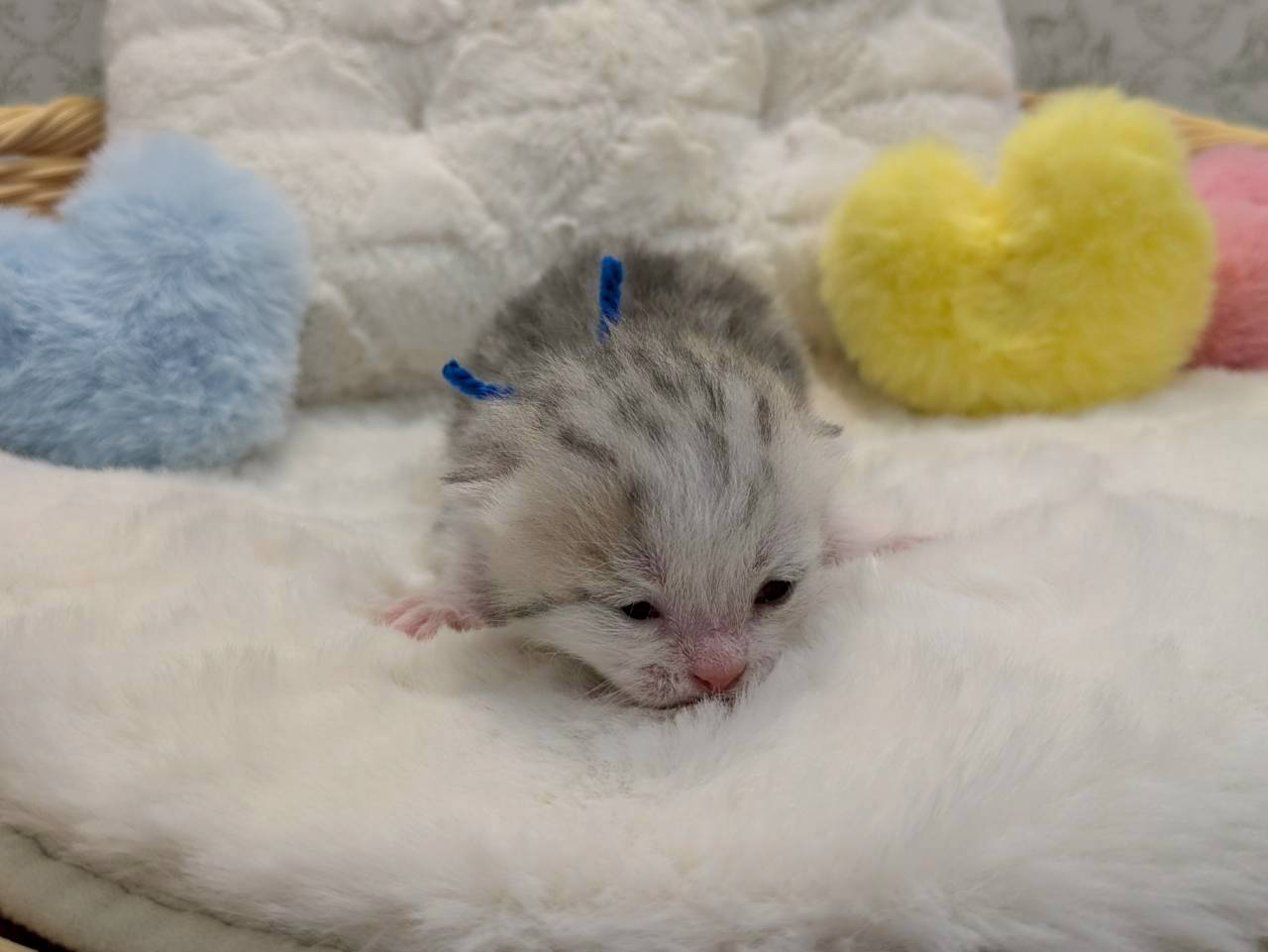 赤ちゃん写真1-1