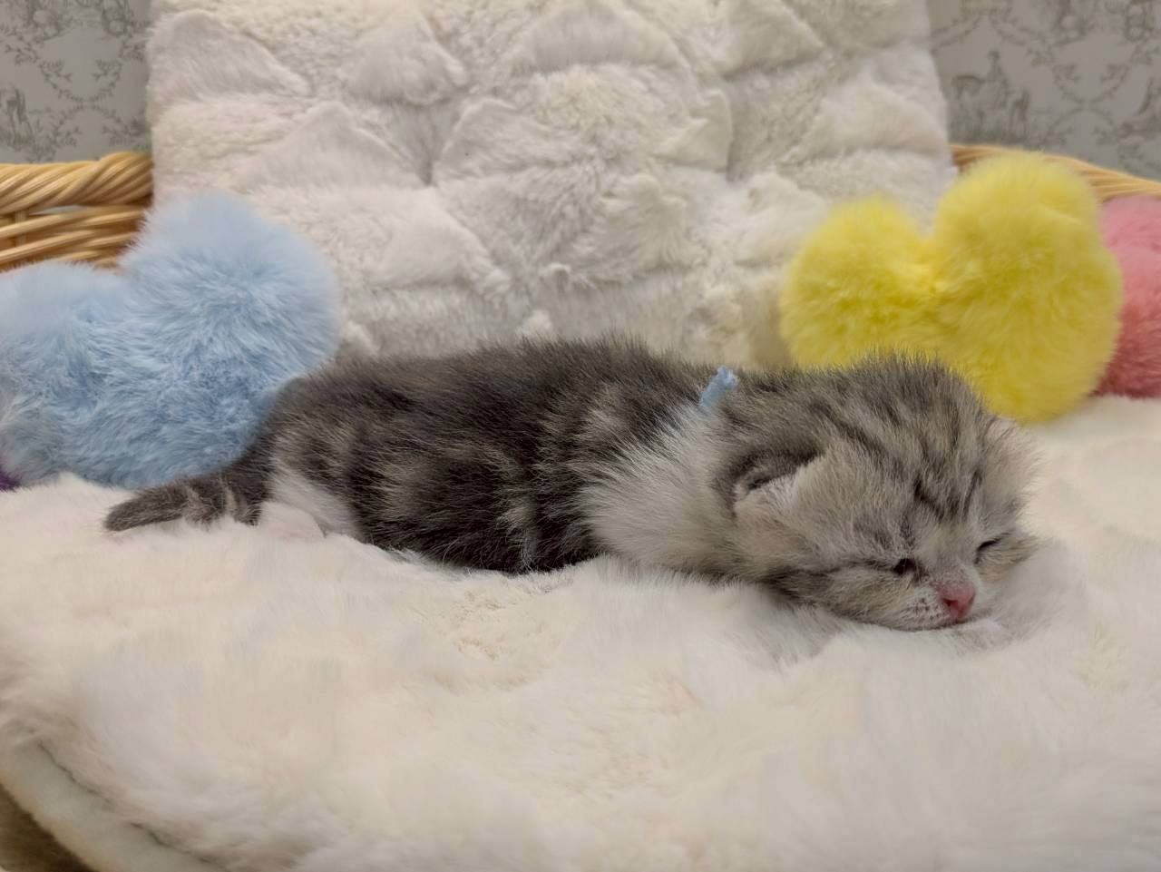 赤ちゃん写真1-2