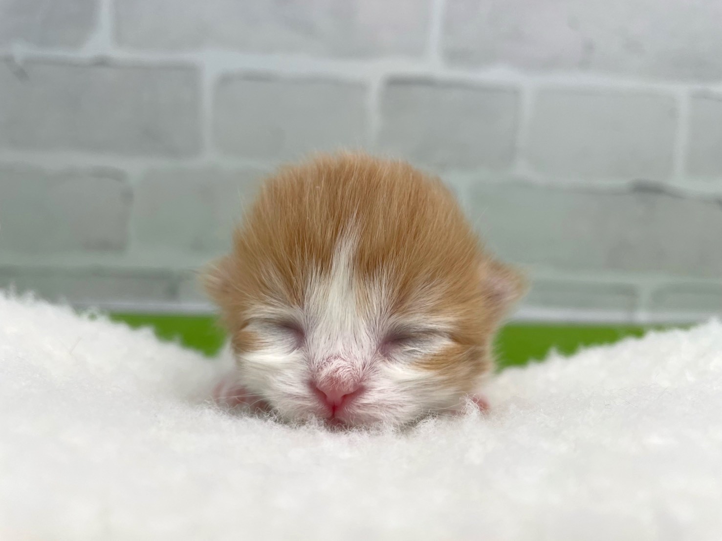 赤ちゃん写真1-1