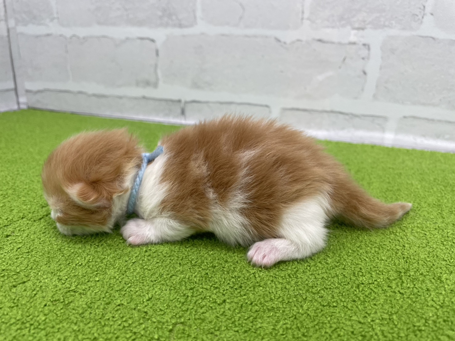 赤ちゃん写真1-2