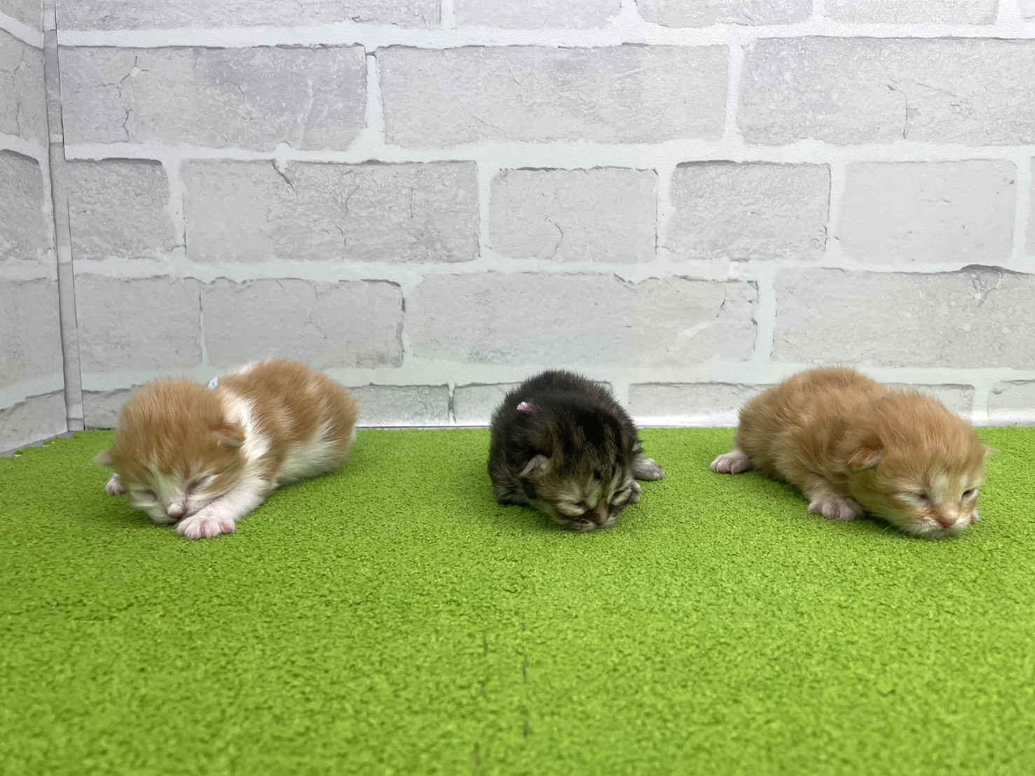 赤ちゃん写真1-3