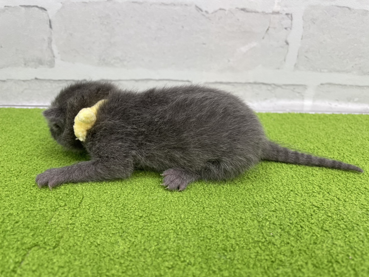 赤ちゃん写真1-2