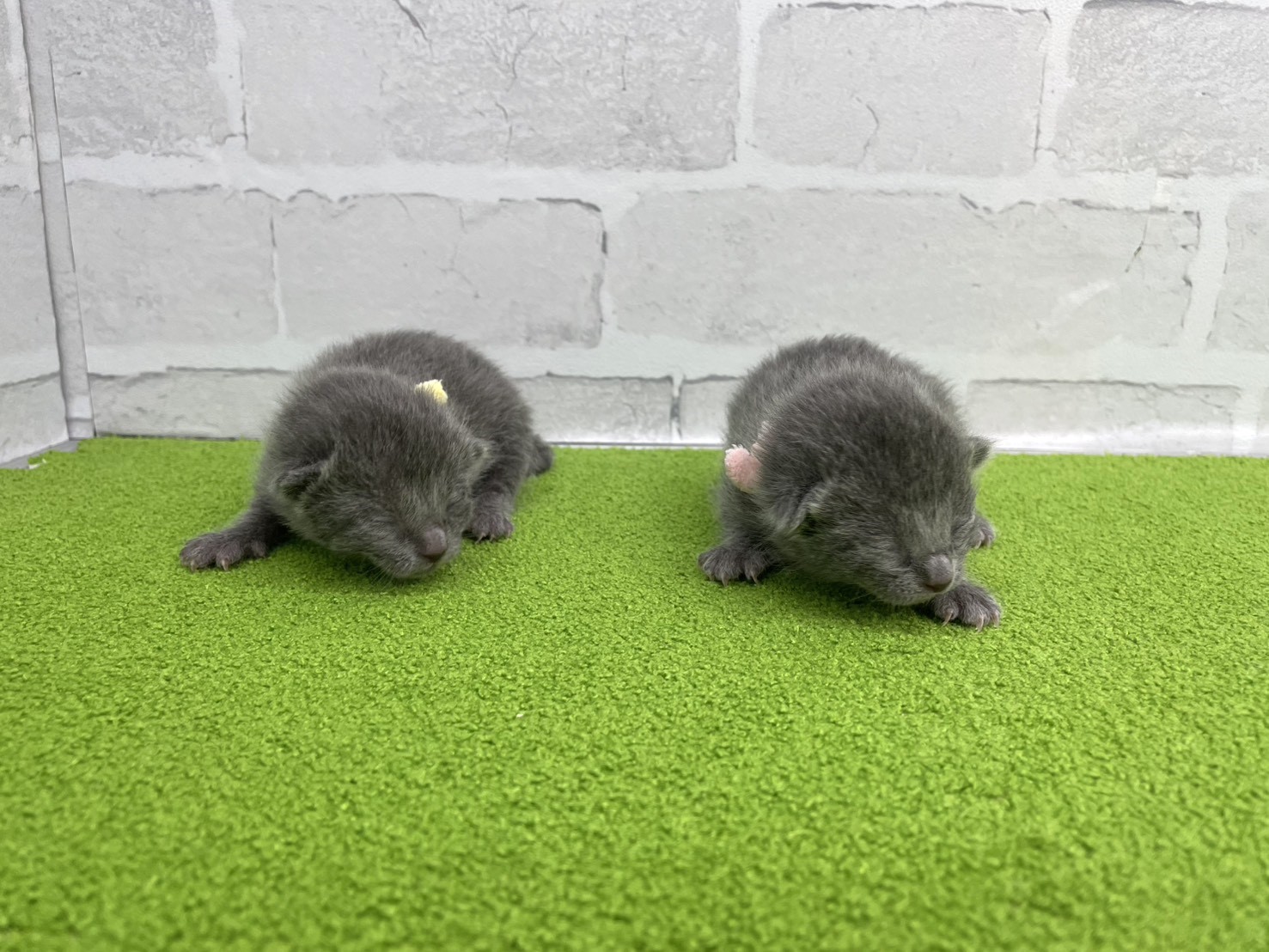 赤ちゃん写真1-3