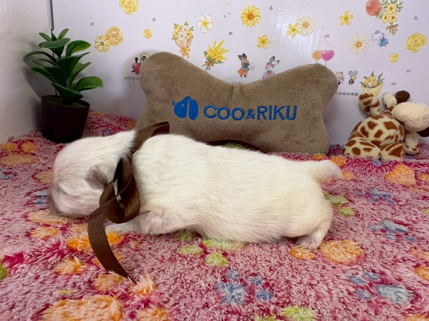 赤ちゃん写真1-2