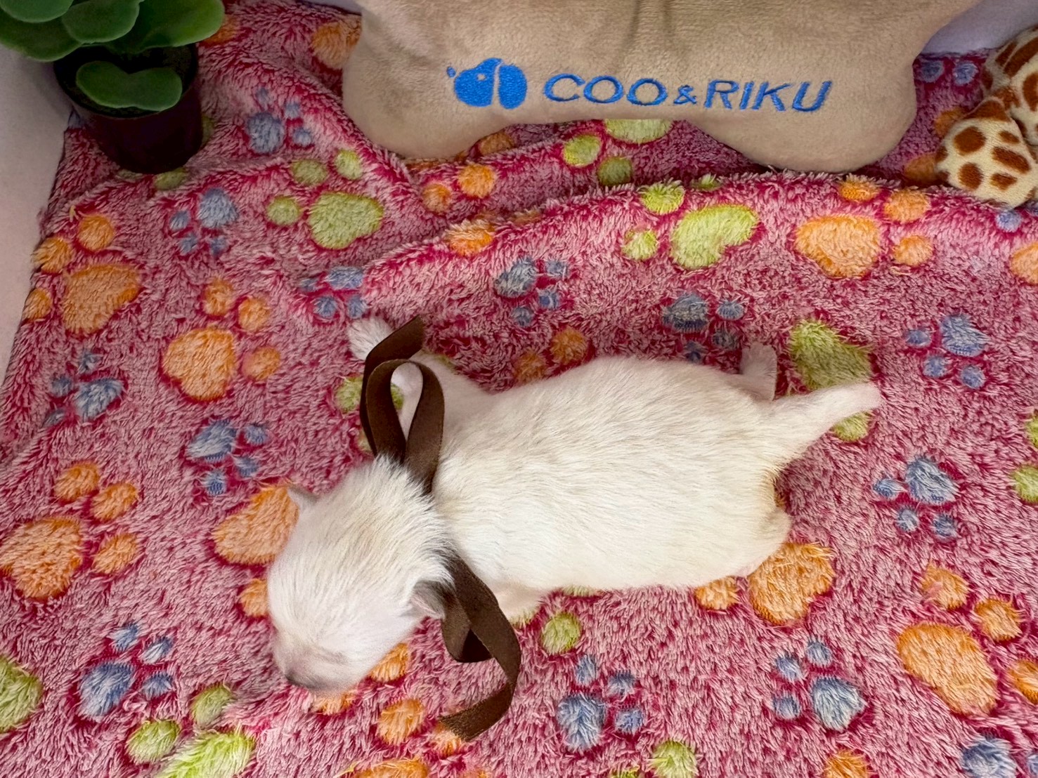 赤ちゃん写真1-3