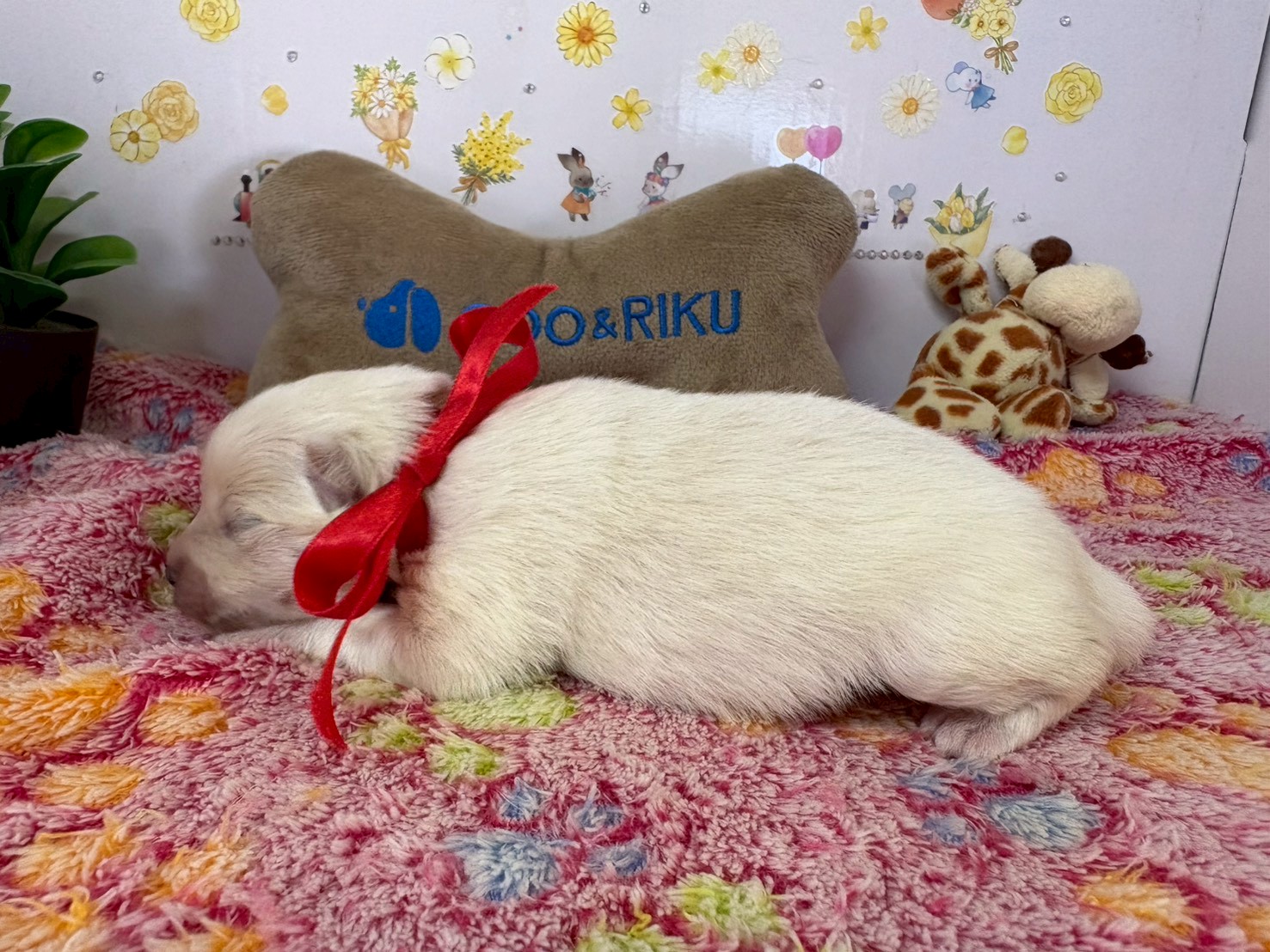 赤ちゃん写真1-2