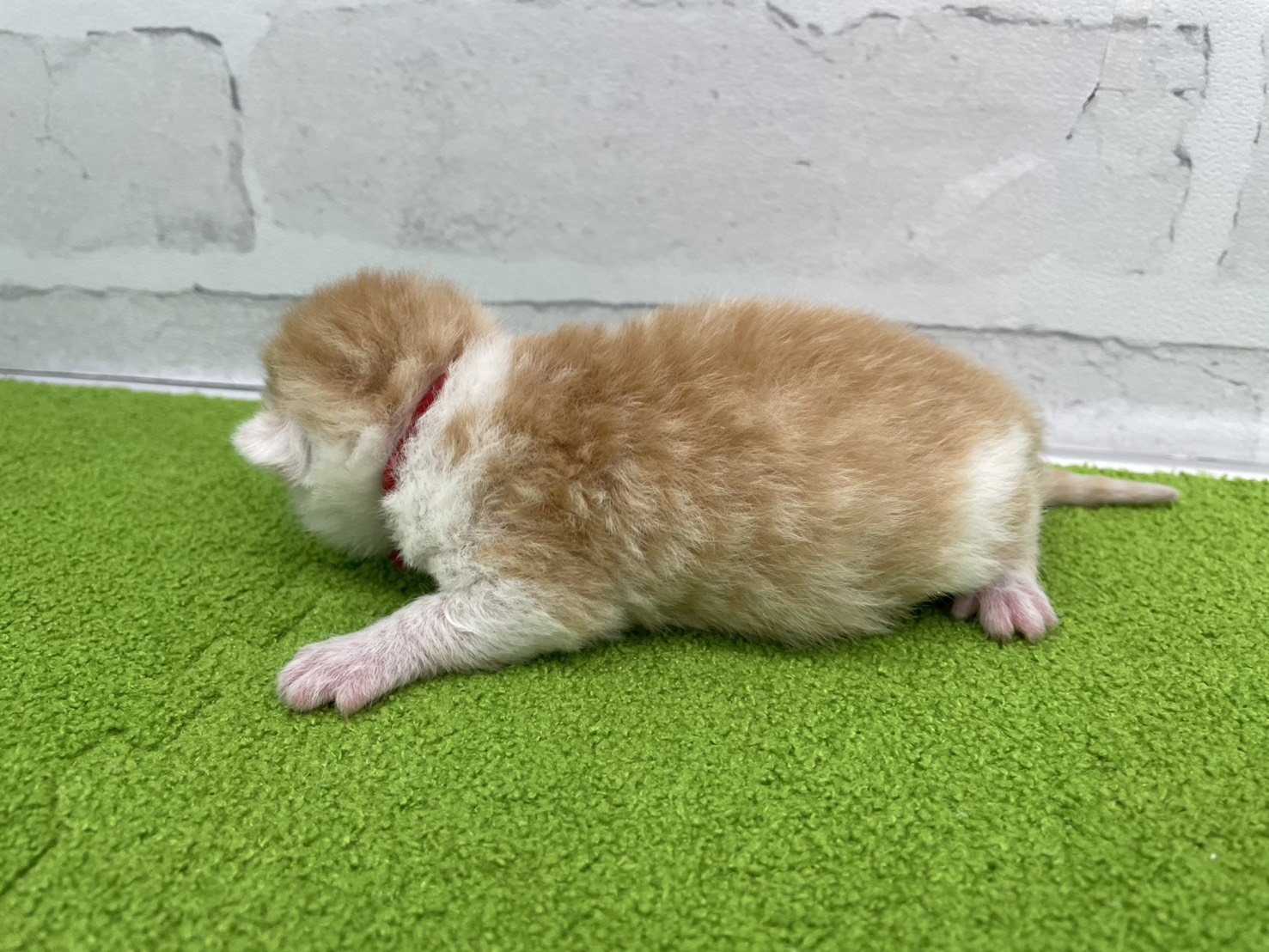 赤ちゃん写真1-2
