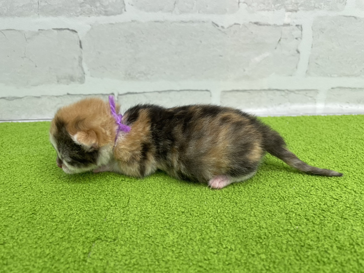 赤ちゃん写真1-2