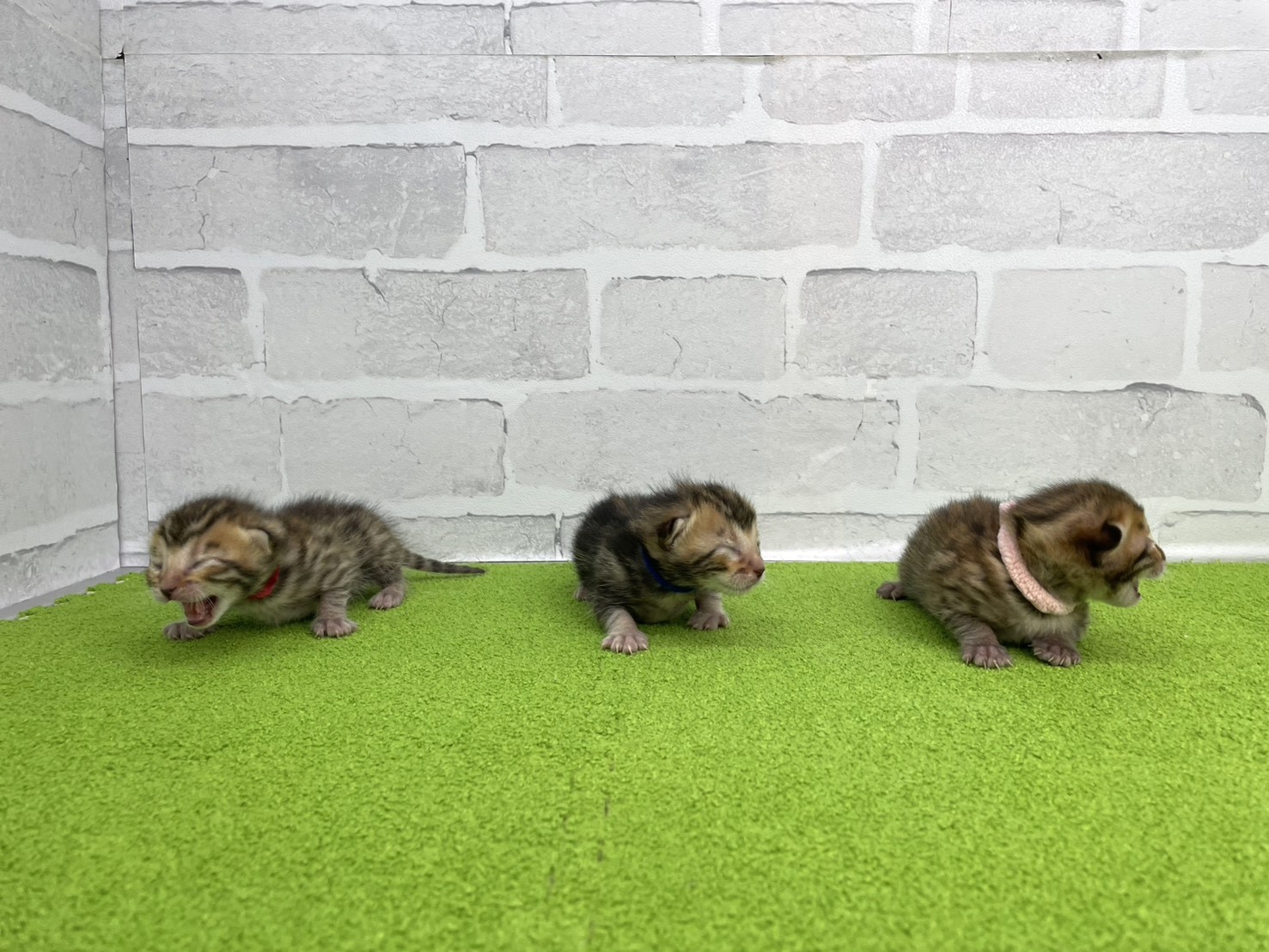 赤ちゃん写真1-3